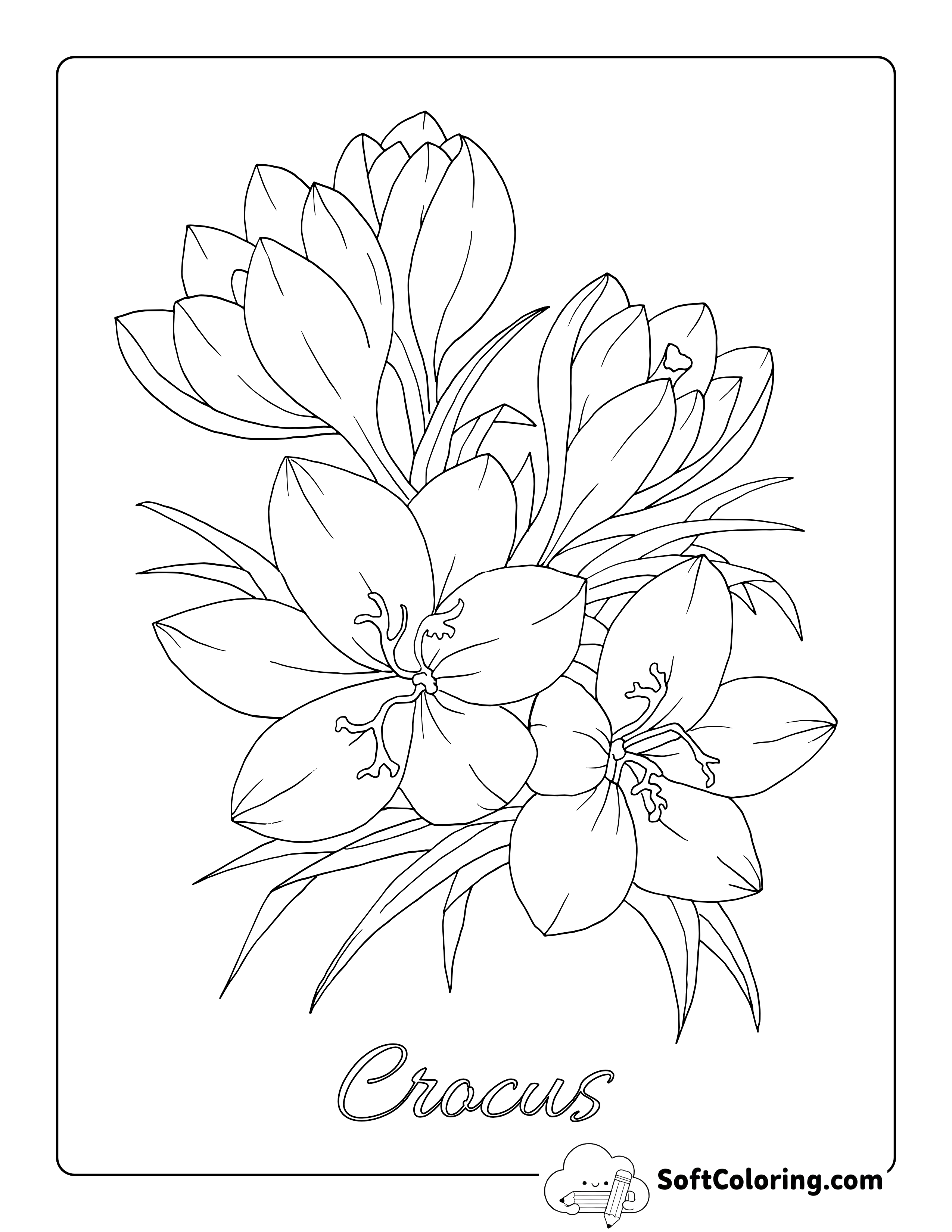 Realistic Crocus Flower Drawing