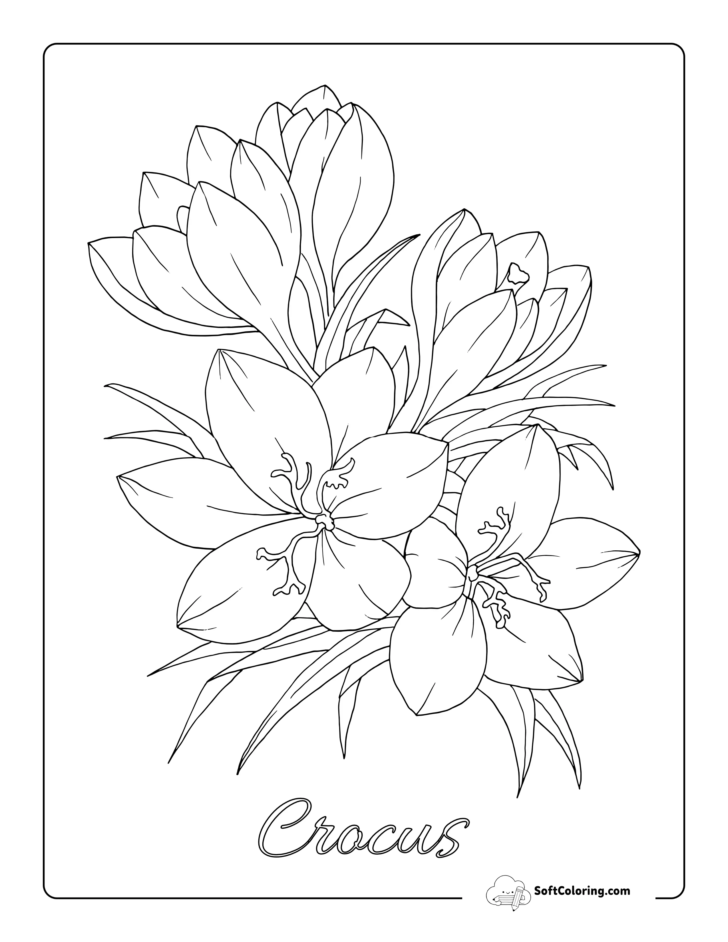 Realistic Crocus Flower Botanical Coloring Page