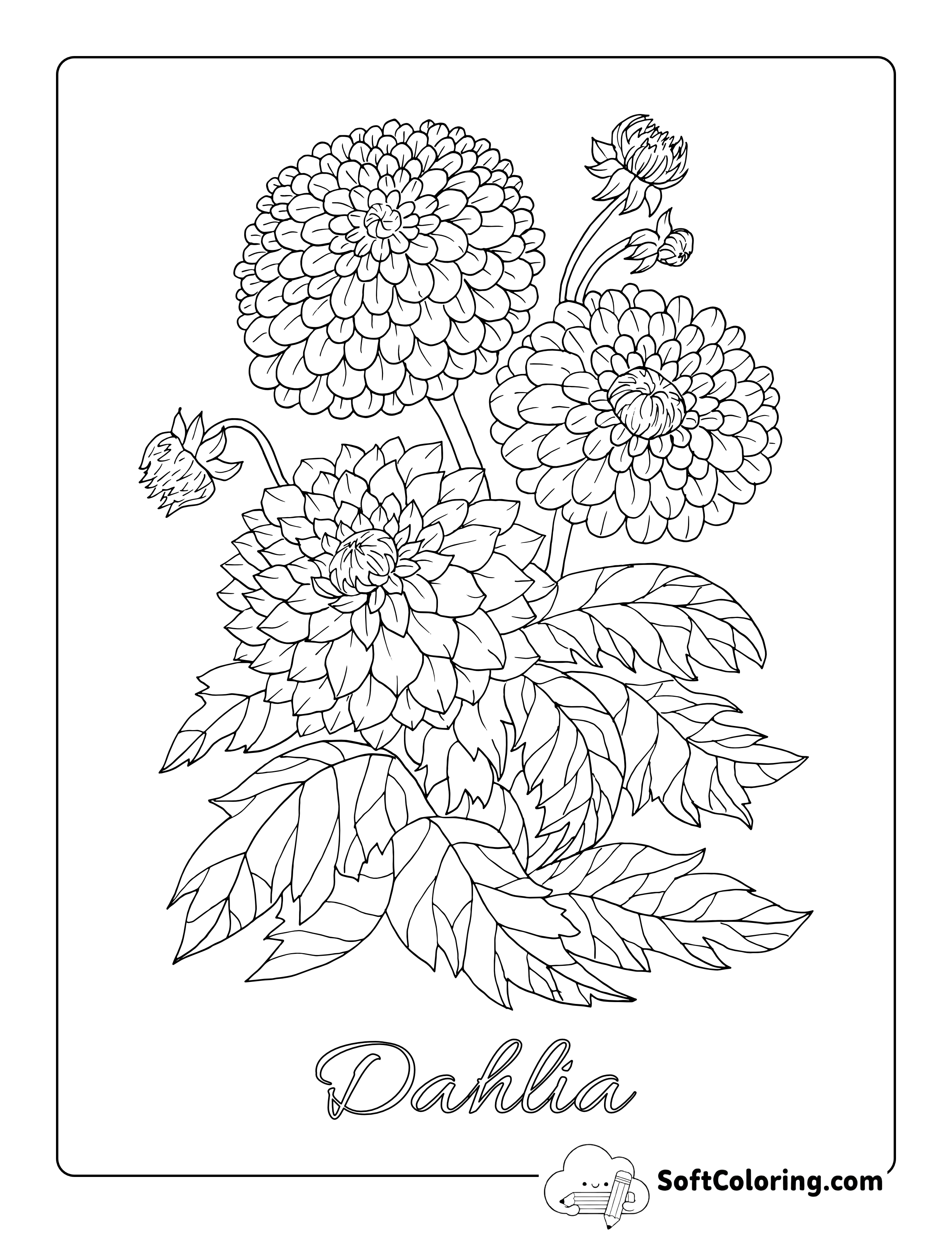 Realistic Dahlia Flowers