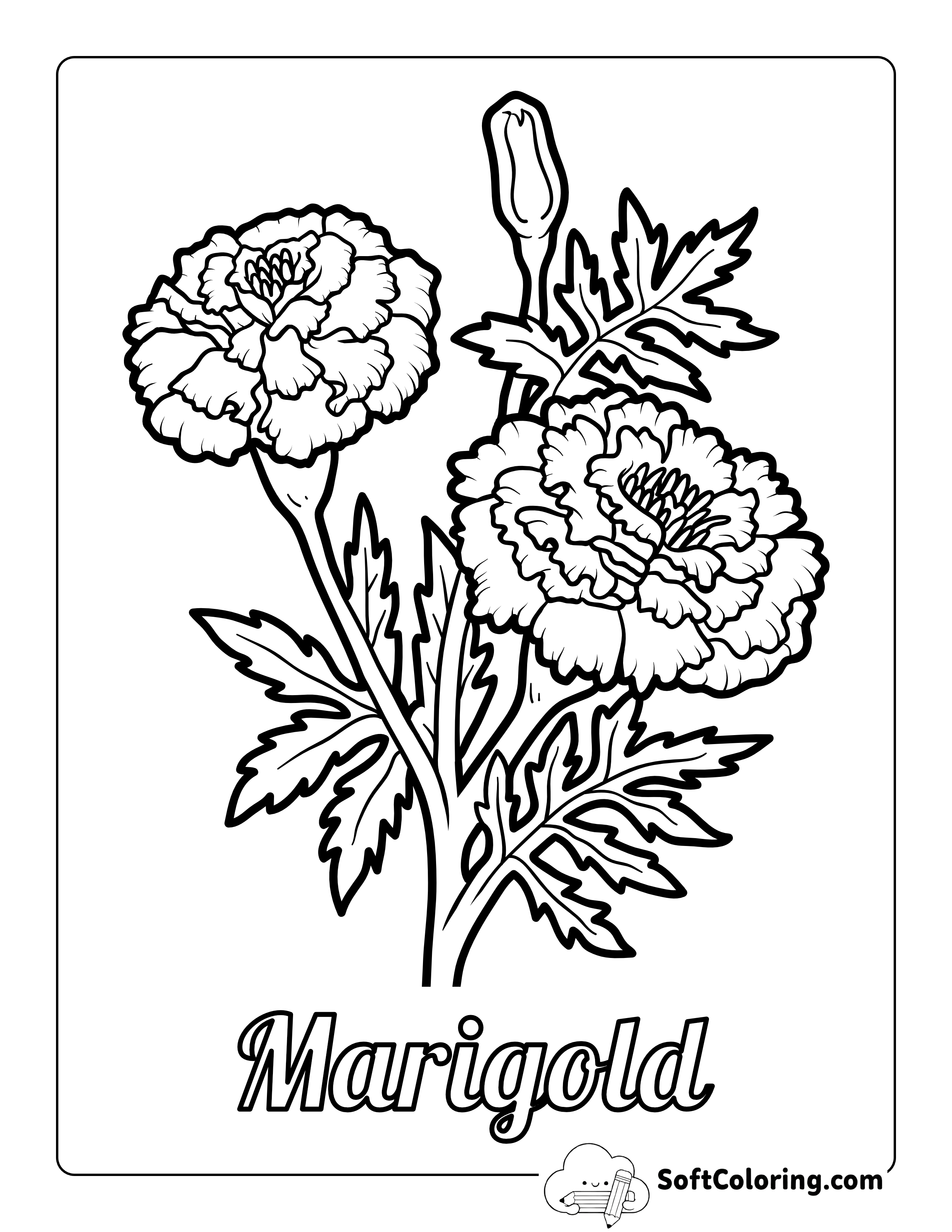 Printable Marigold Flowers