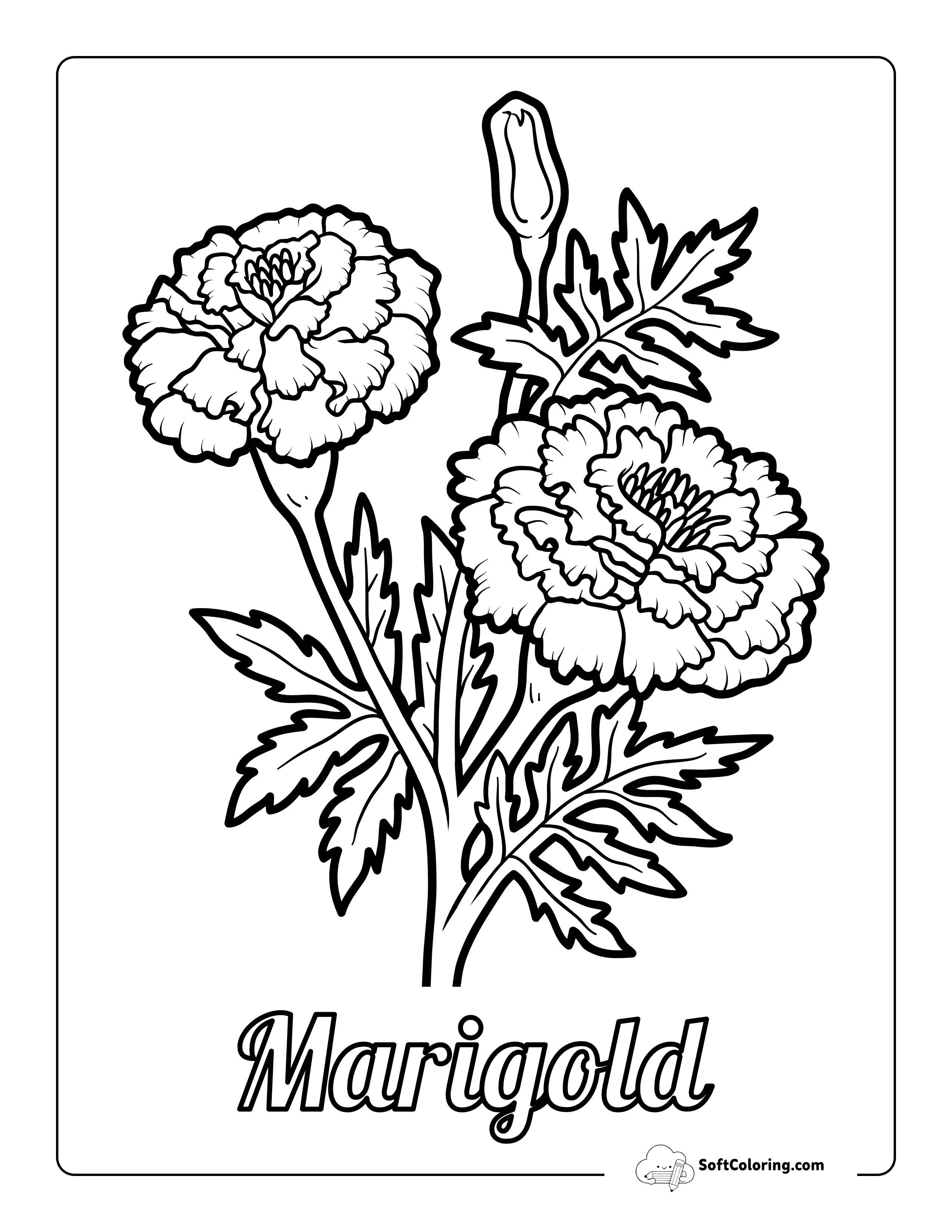 Printable Marigold Flowers