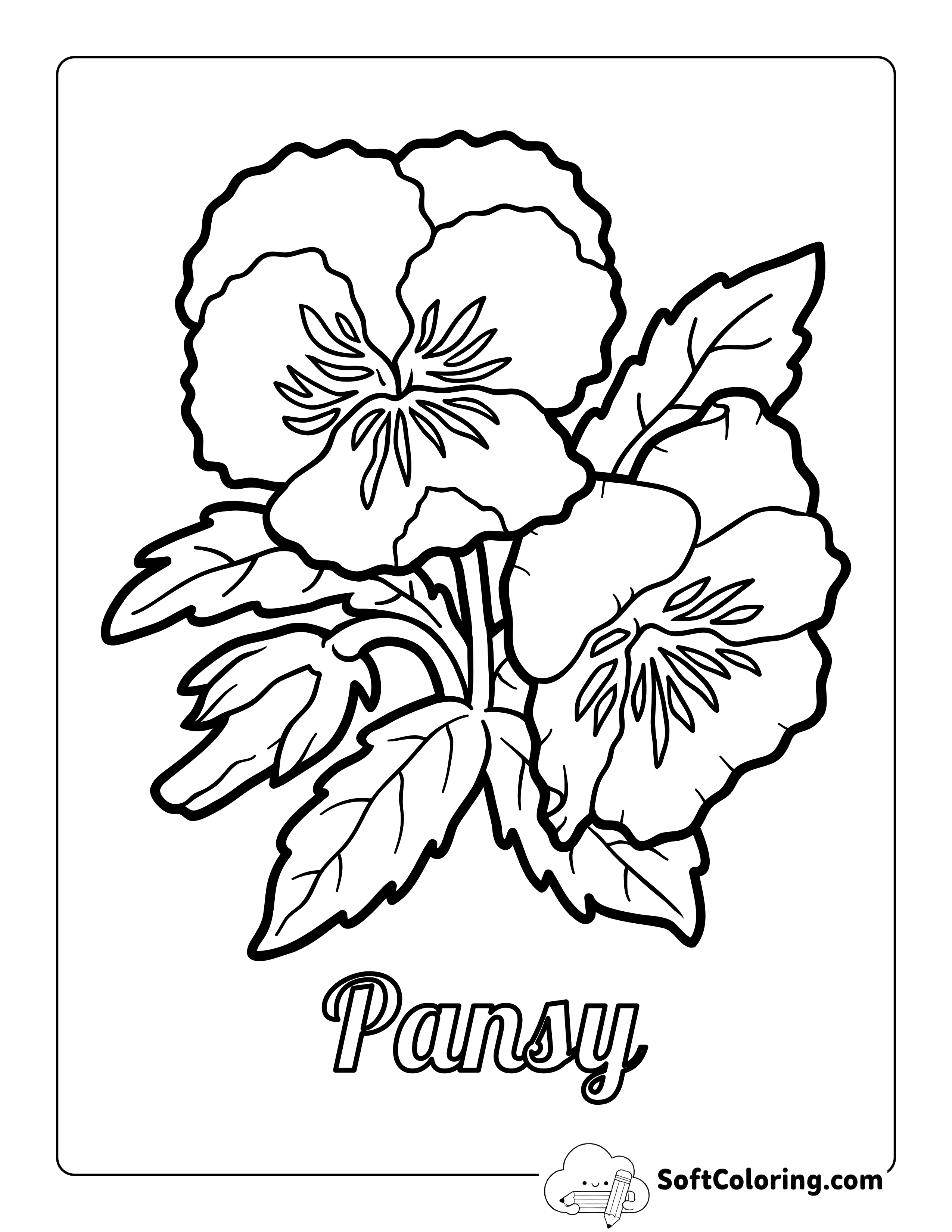 Pansy Flower Picture