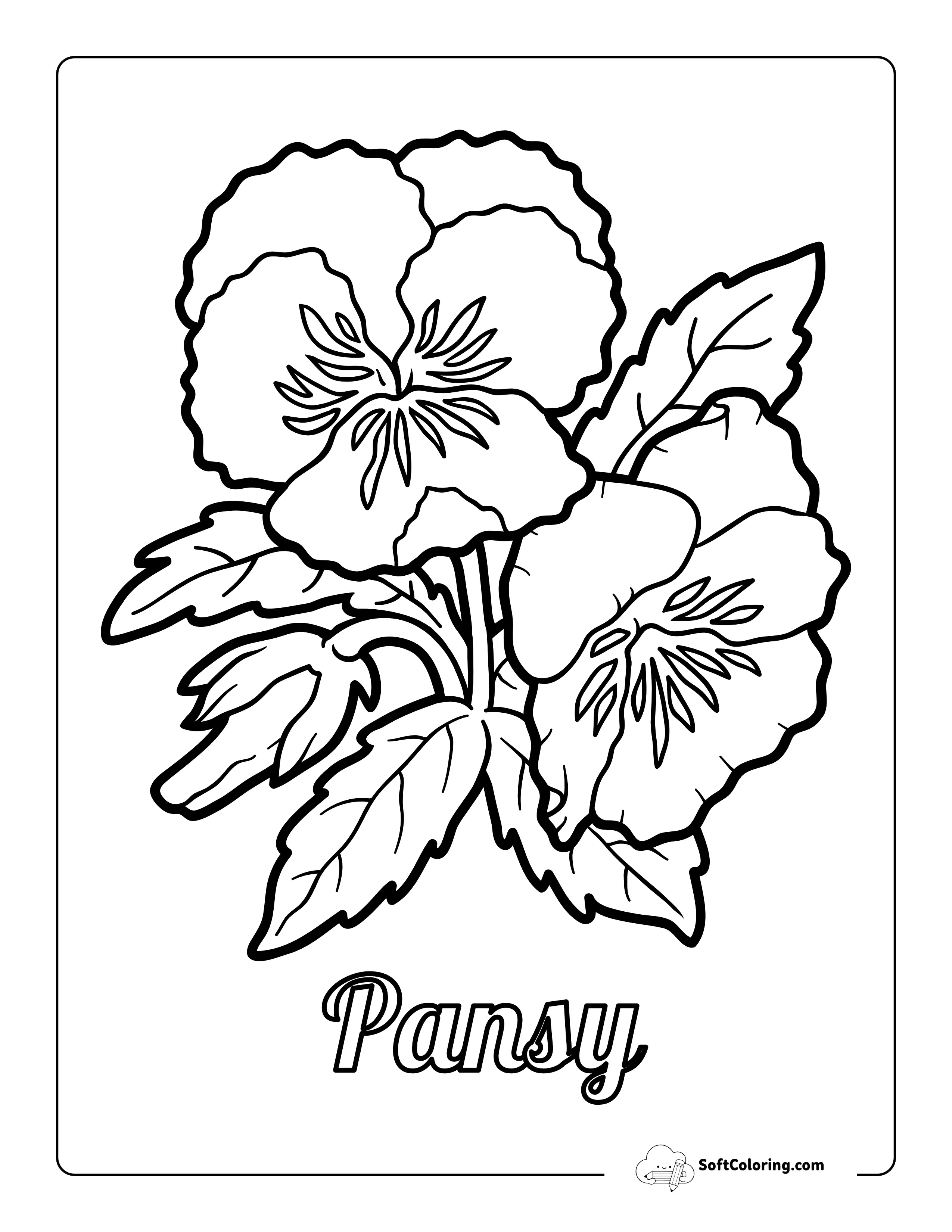 Pansy Flower Botanical Drawing To Color