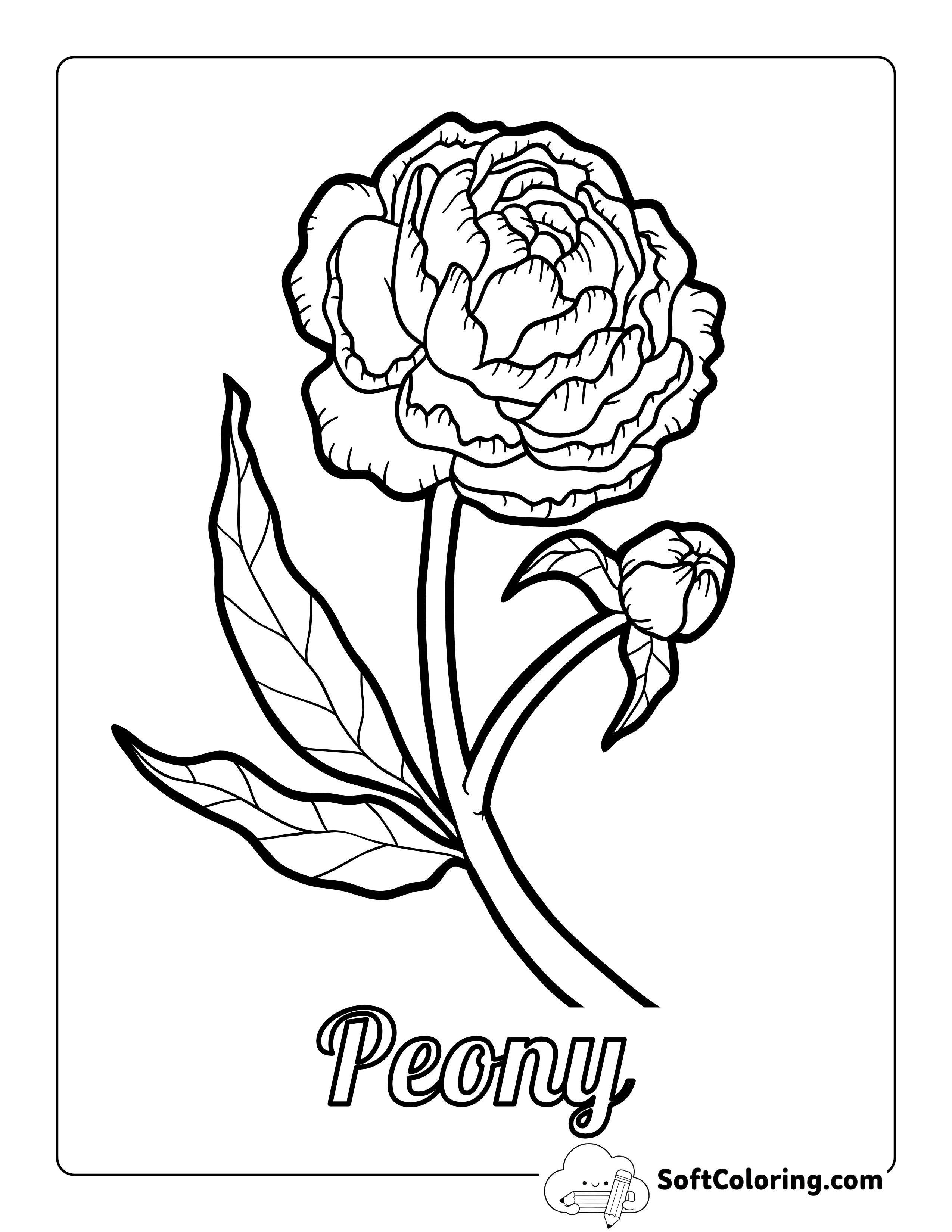 Peony Flower Drawing to Color