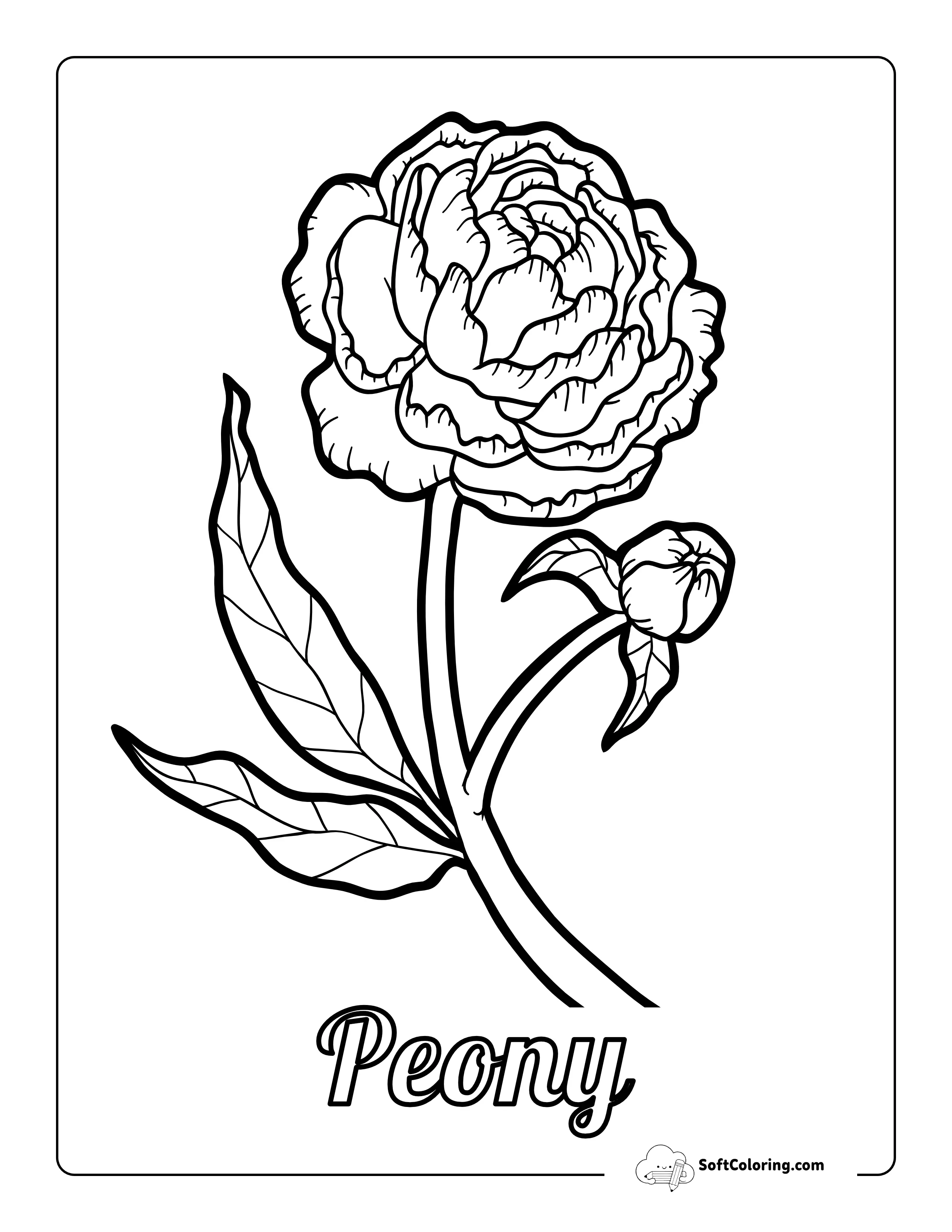 Peony Flower Drawing To Color