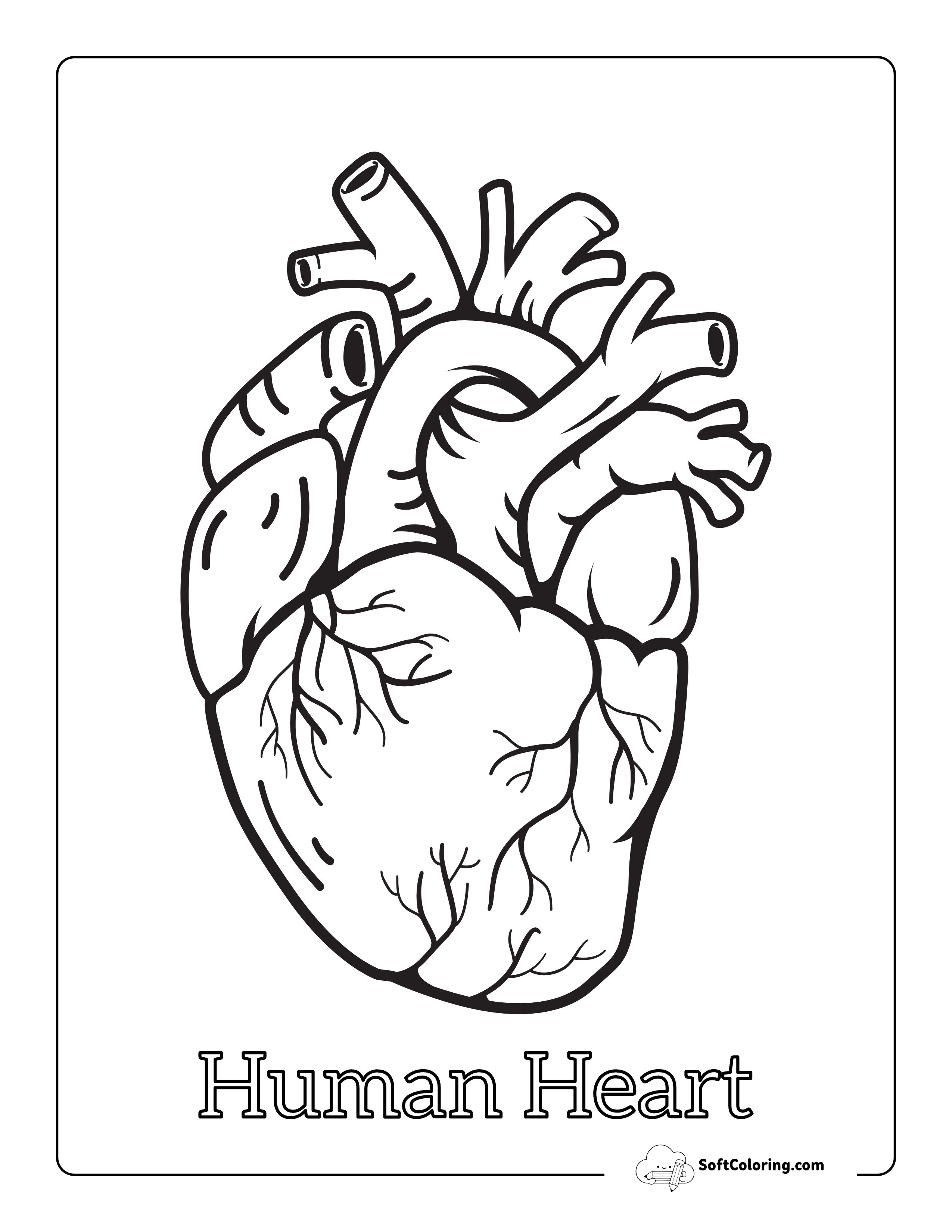 Anatomical Heart Coloring Sheet