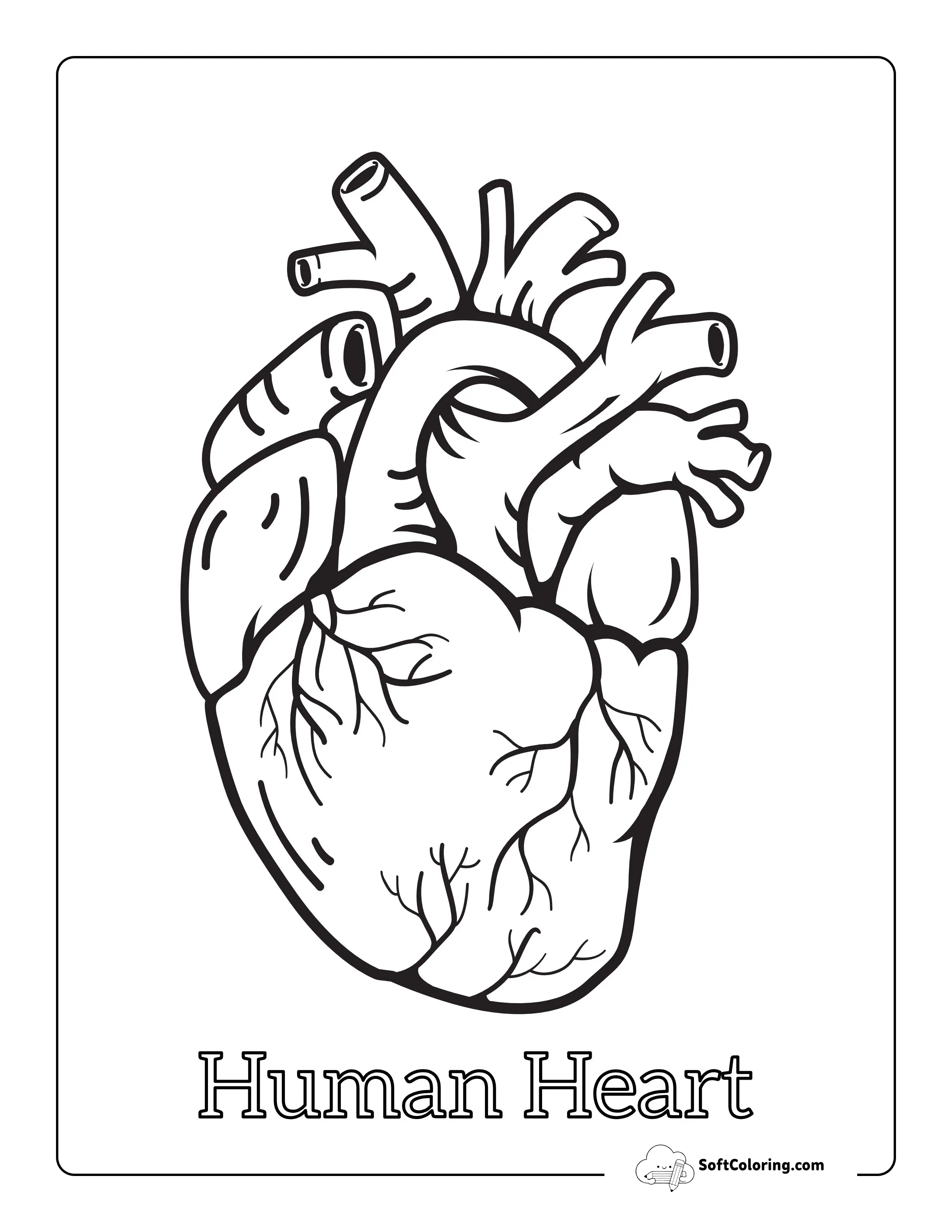 Anatomical Heart Coloring Sheet