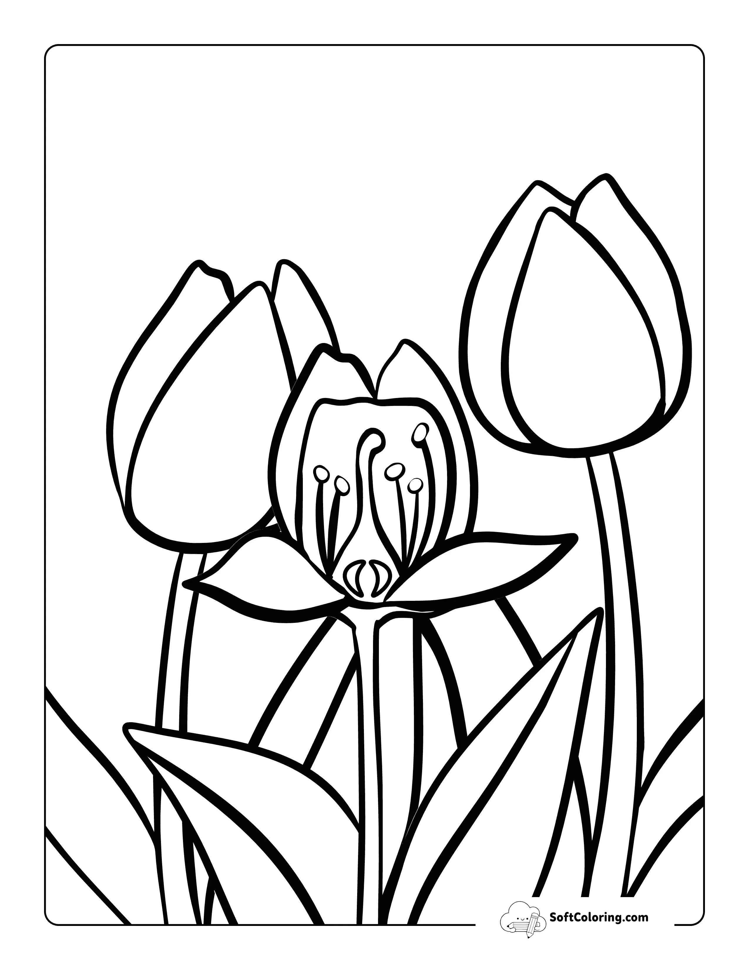 Realistic Simple Tulip Outline For Coloring And Education