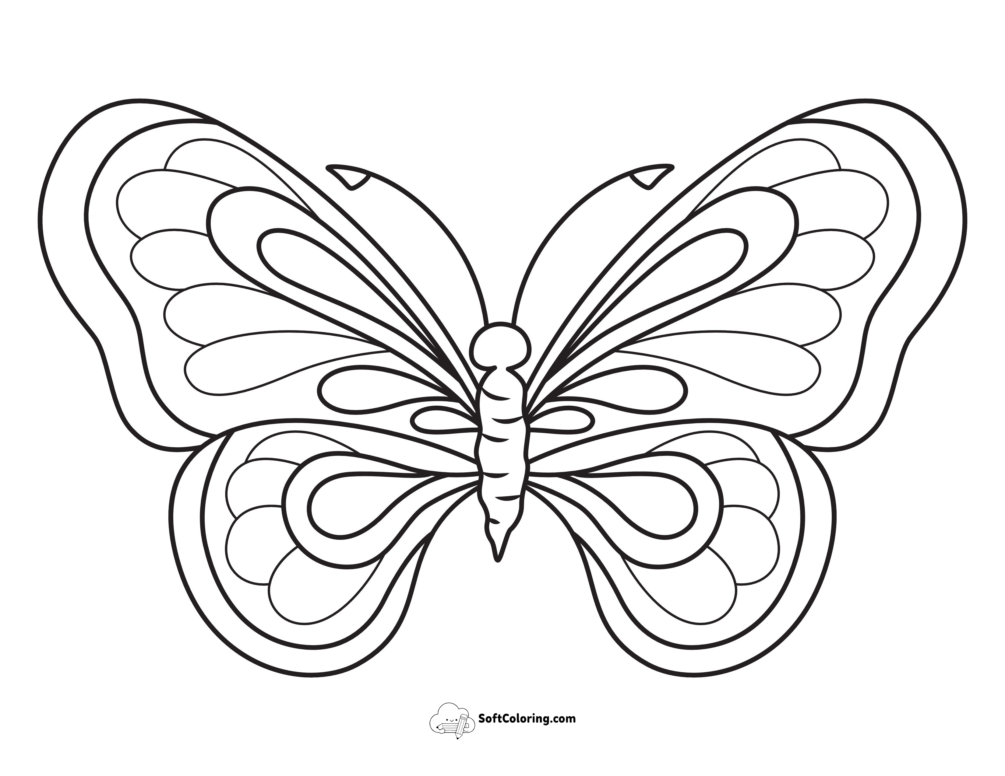 Beautiful Butterfly With Symmetrical Wing Patterns