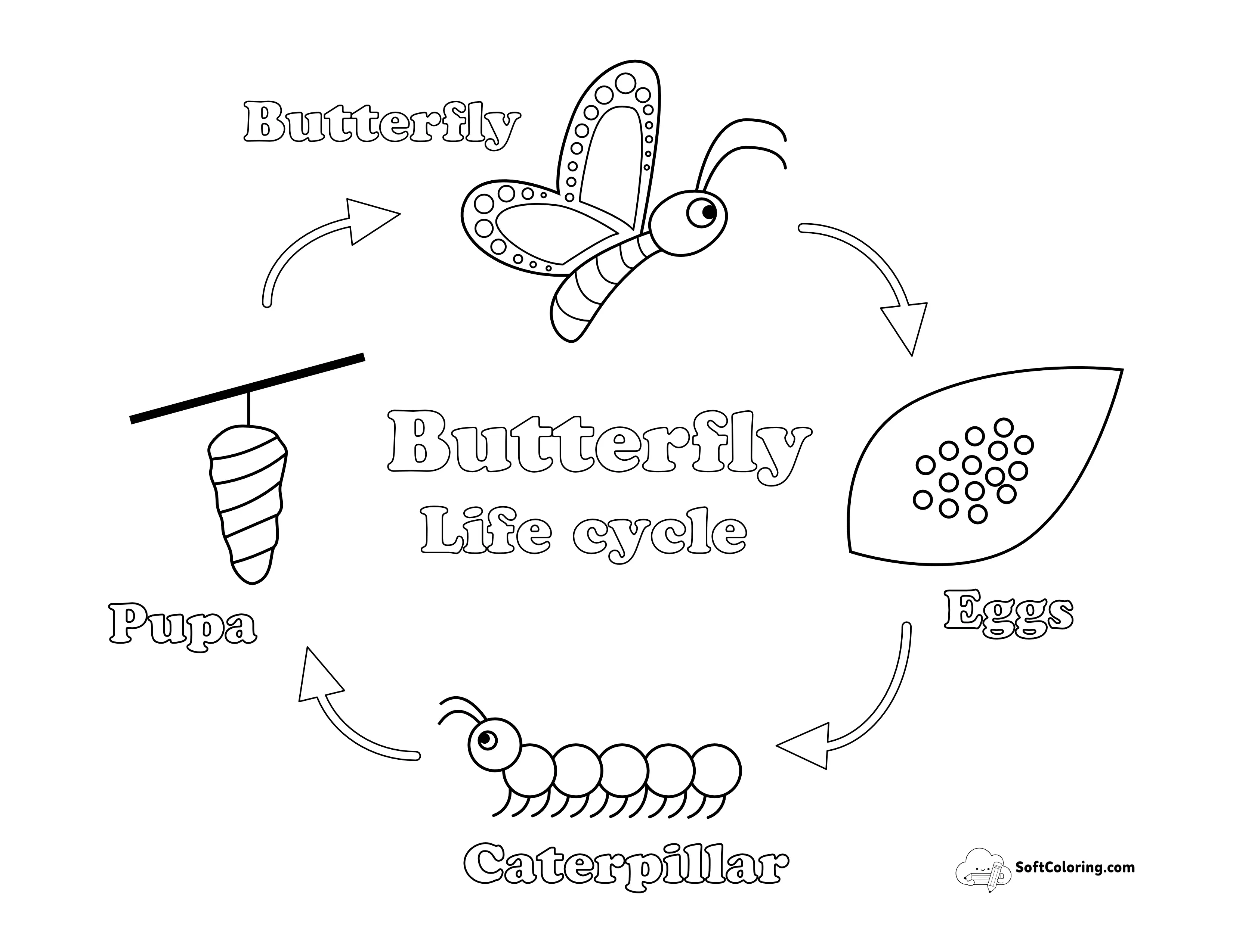 Printable Butterfly Life Cycle Diagram For Kids