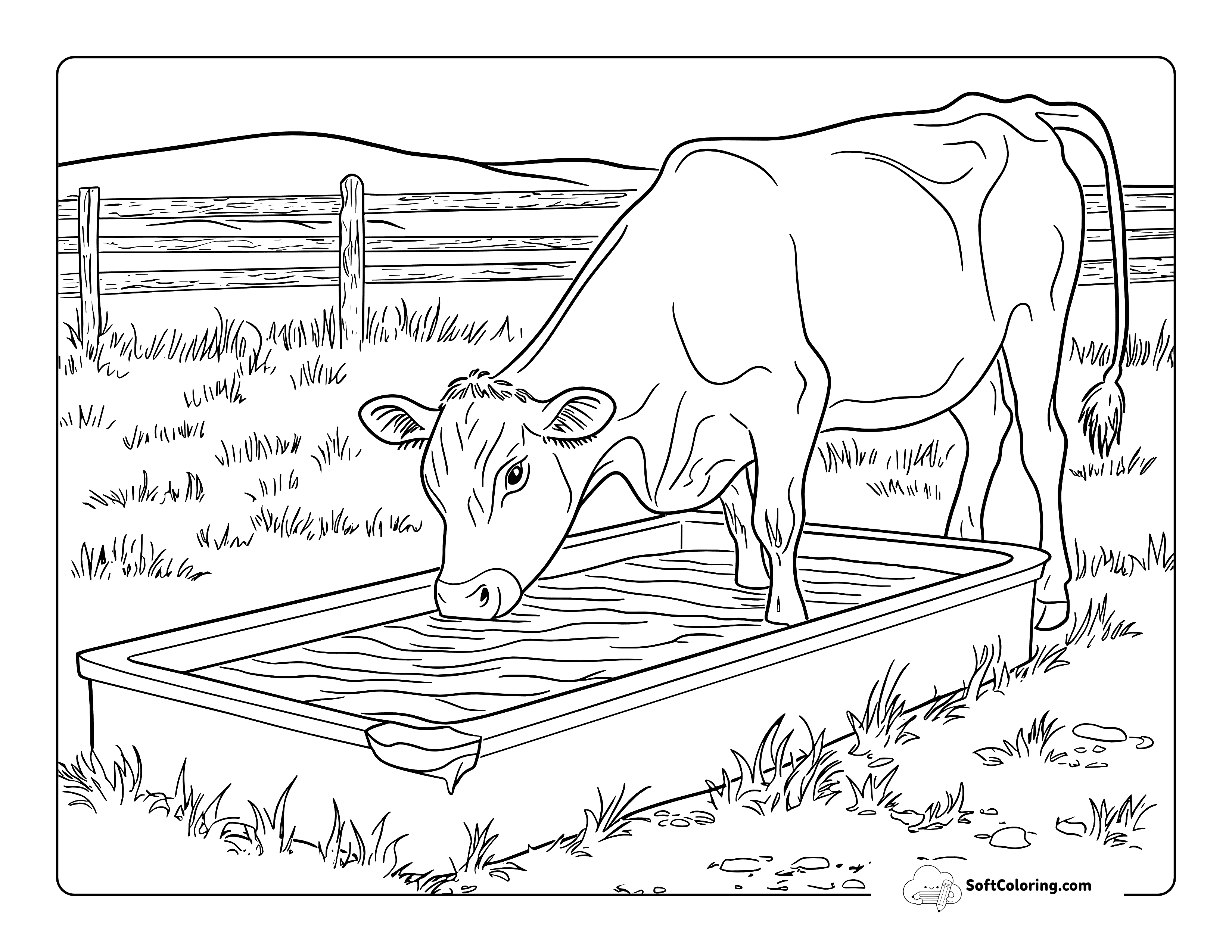 Simple Drinking At Trough Cow Coloring Page