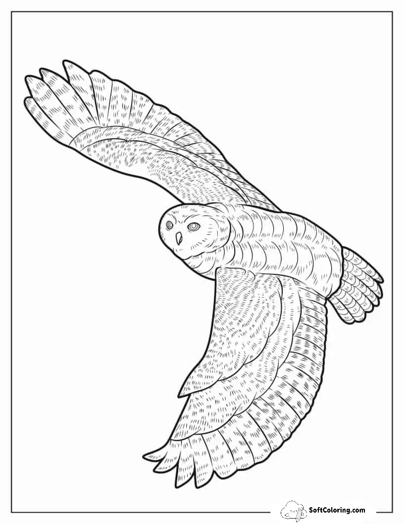 Barn Owl Flying With Large Wings