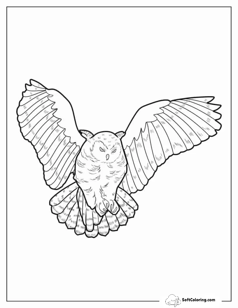 Barred Owl Swooping Down