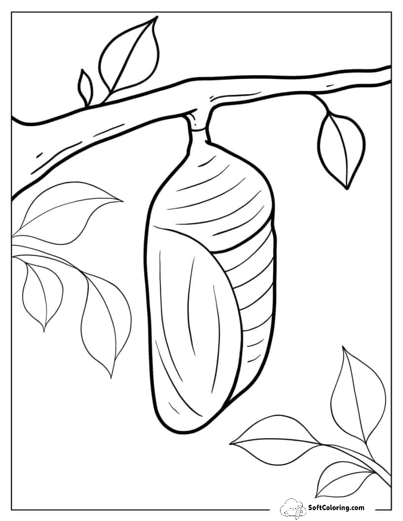 Caterpillar Cocoon Coloring Sheet