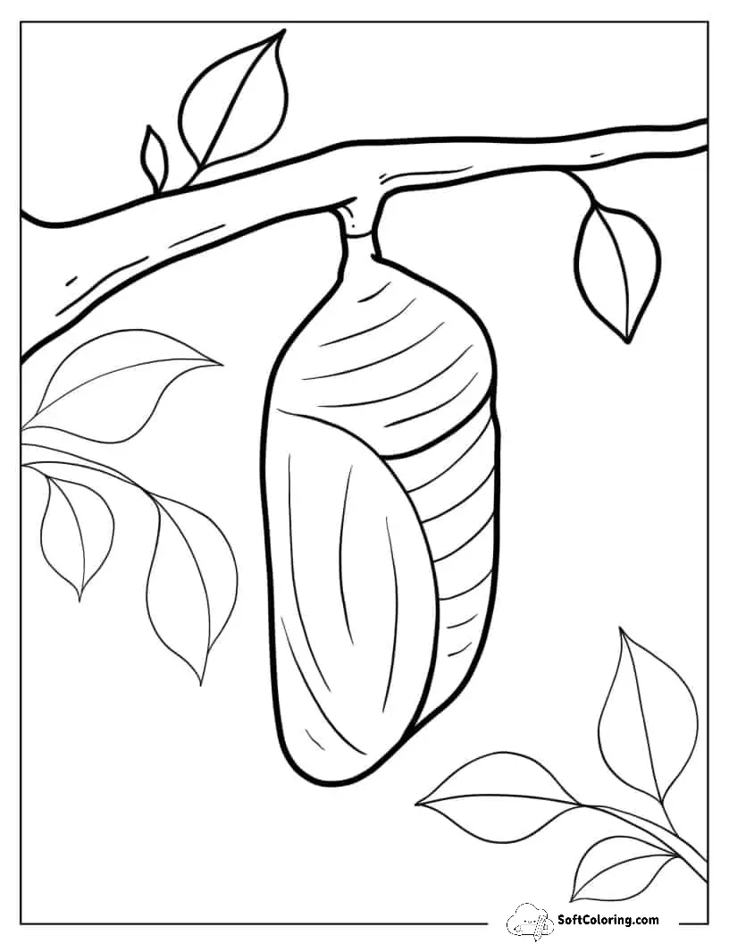 Caterpillar Cocoon Coloring Sheet