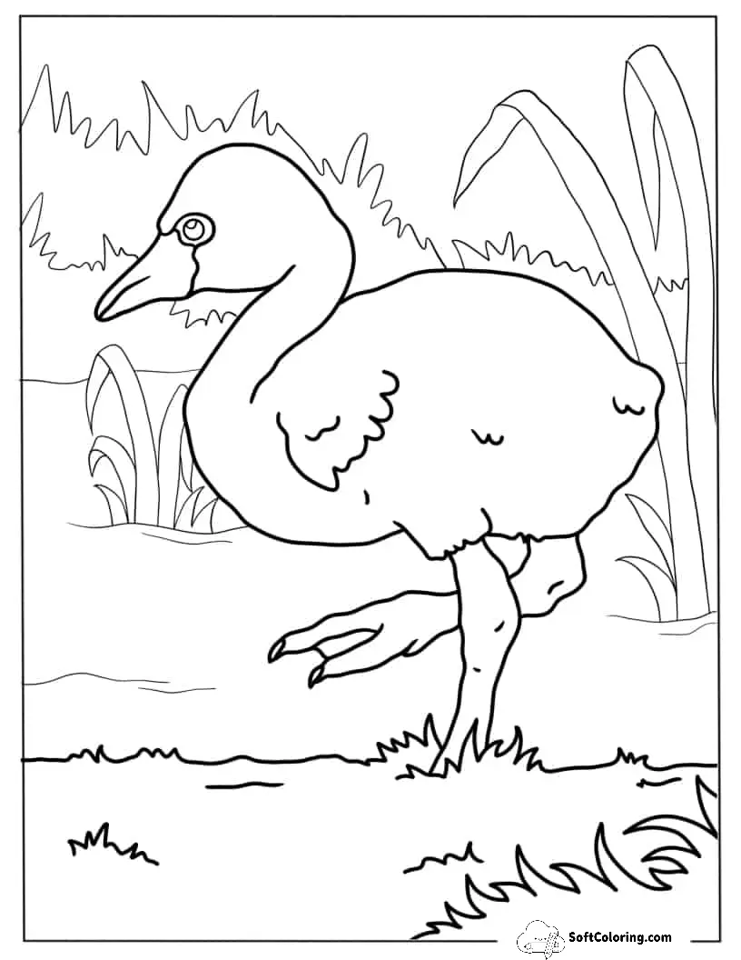 Realistic Baby Flamingo To Color