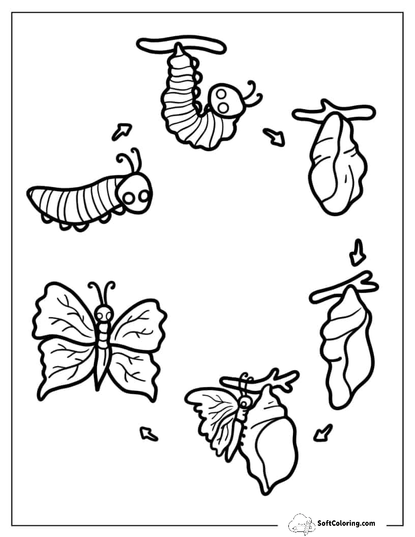 Simple Caterpillar Lifecycle From Cocoon To Butterfly