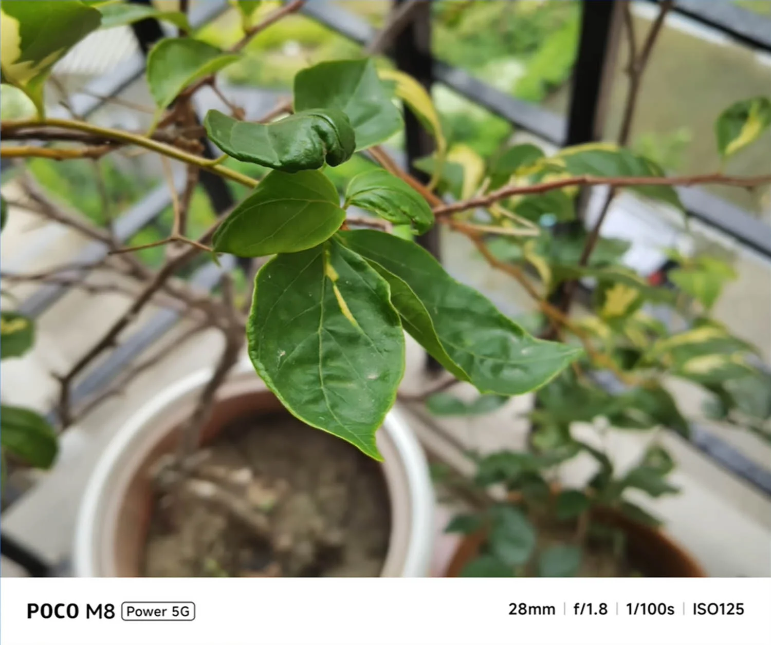 Ảnh chụp đủ sáng, cho hình ảnh sắc nét, chi tiết tốt, khả năng xóa phông tốt