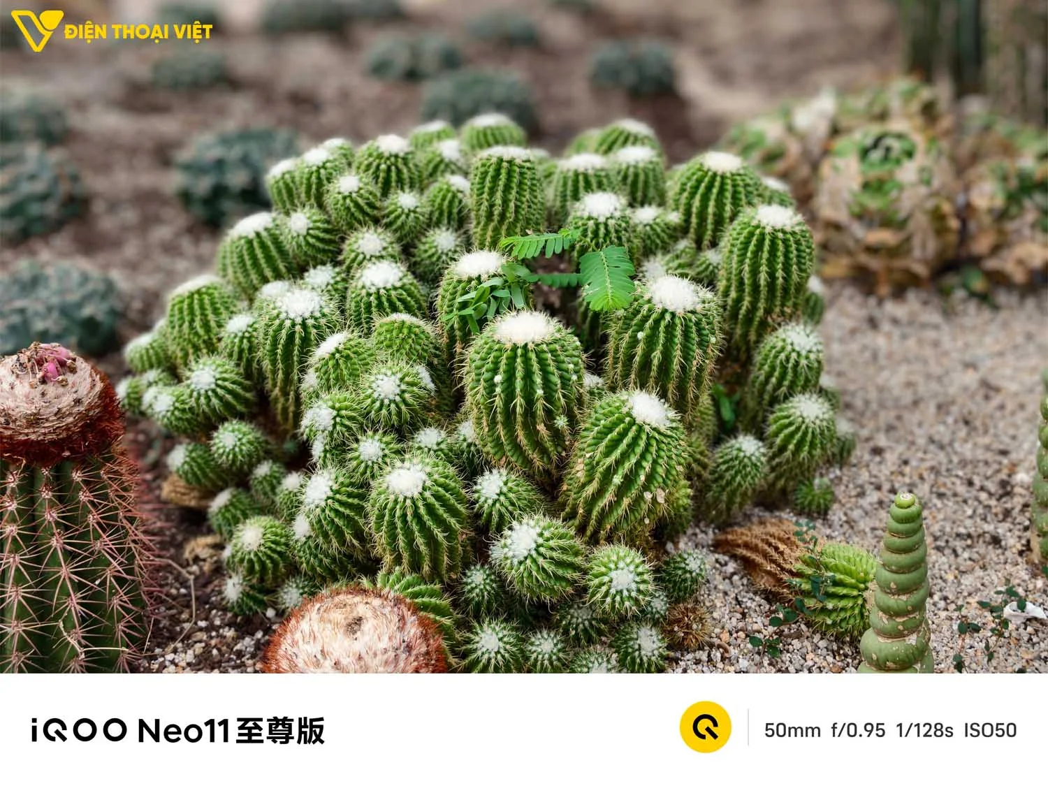 Ảnh chụp cây xương rồng trên iQOO Neo 11 Ultra