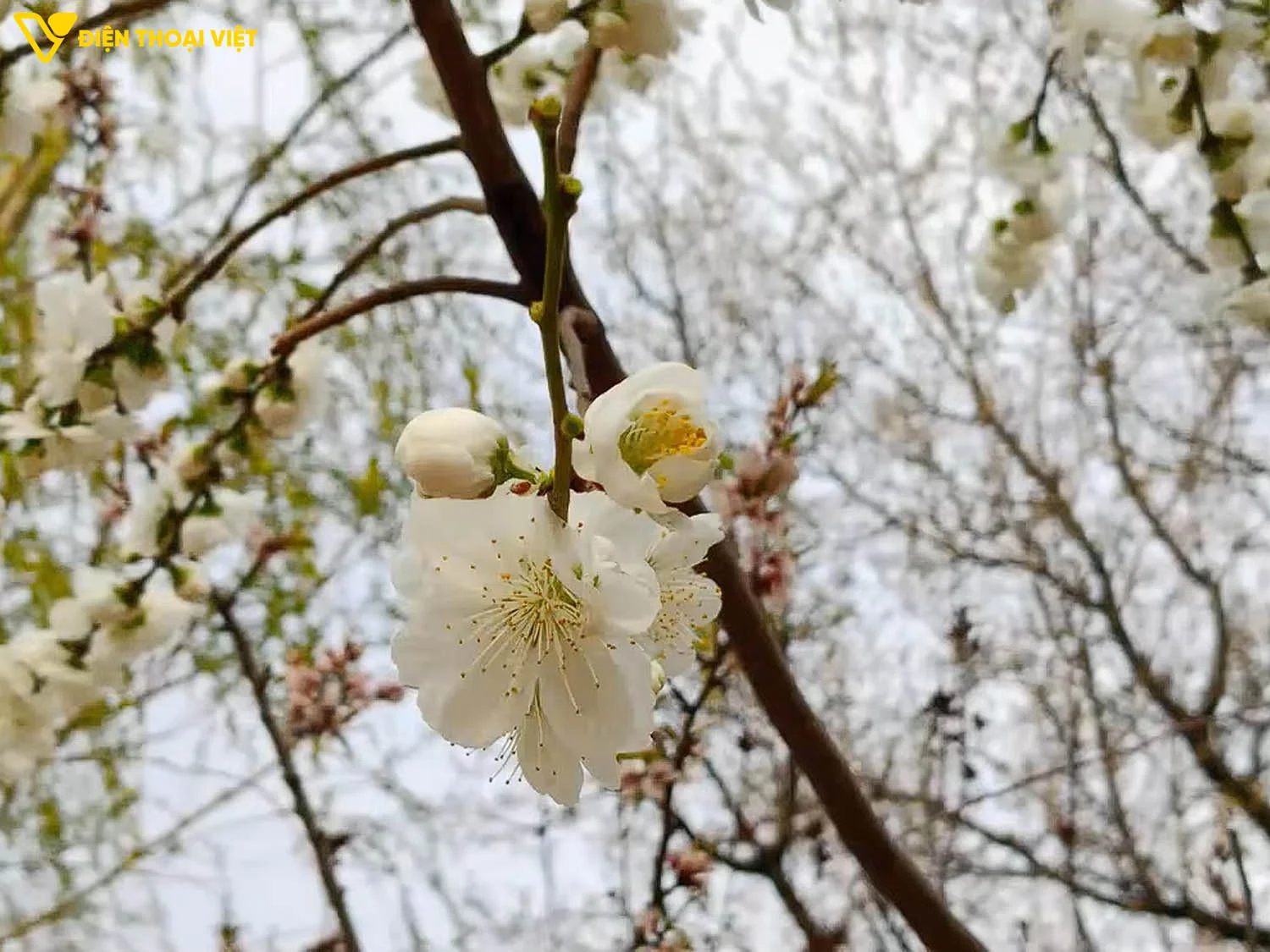 Ảnh chụp bông hoa camera chính tiêu cự 48mm