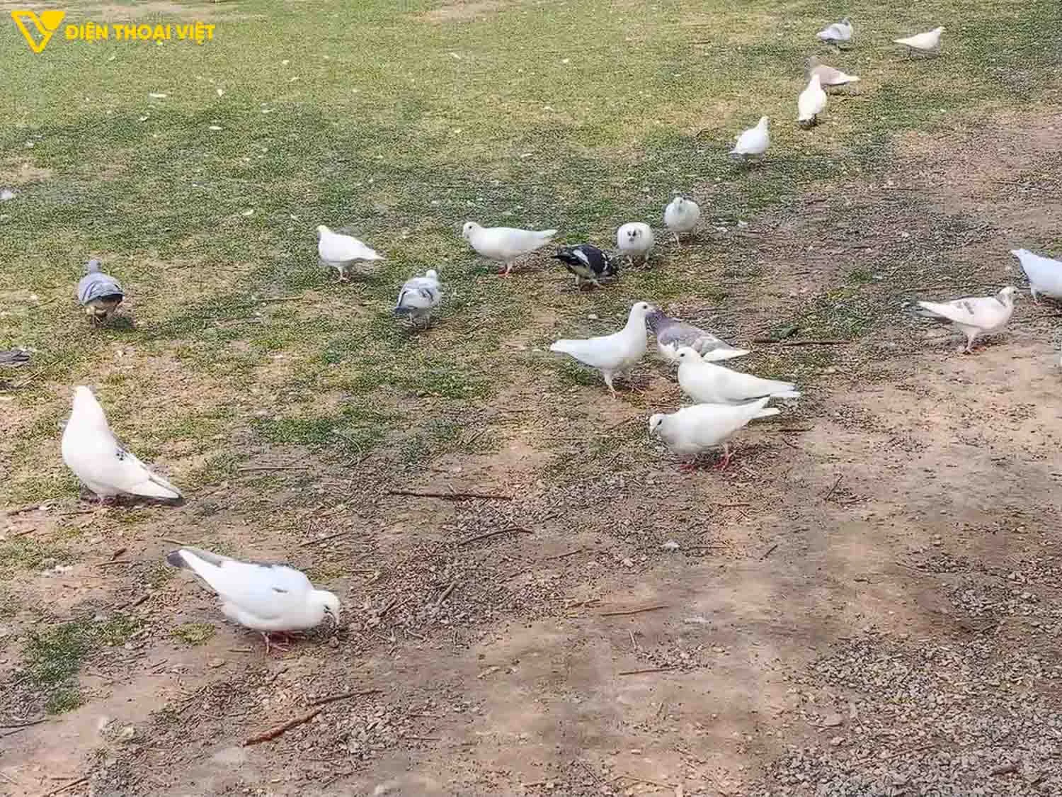 Ảnh chụp chim bồ câu camera chính tiêu cự 48mm