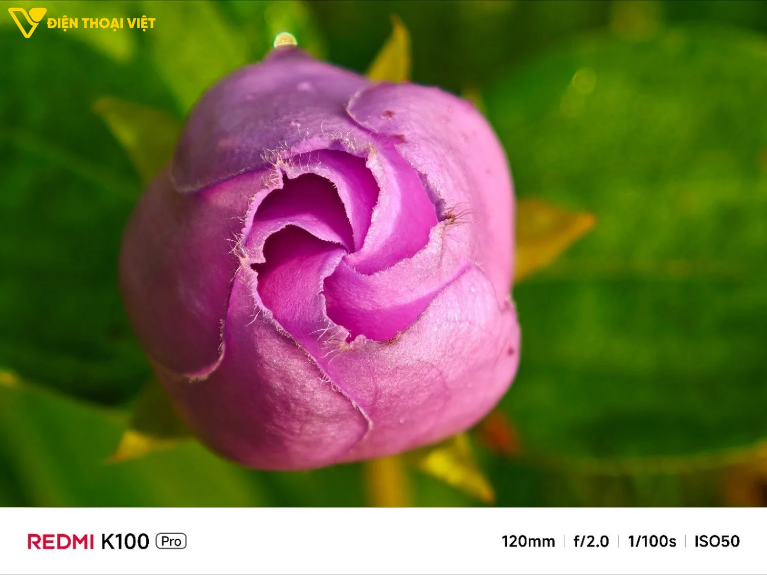Ảnh chụp cận cảnh bông hoa của REDMI K100 Pro