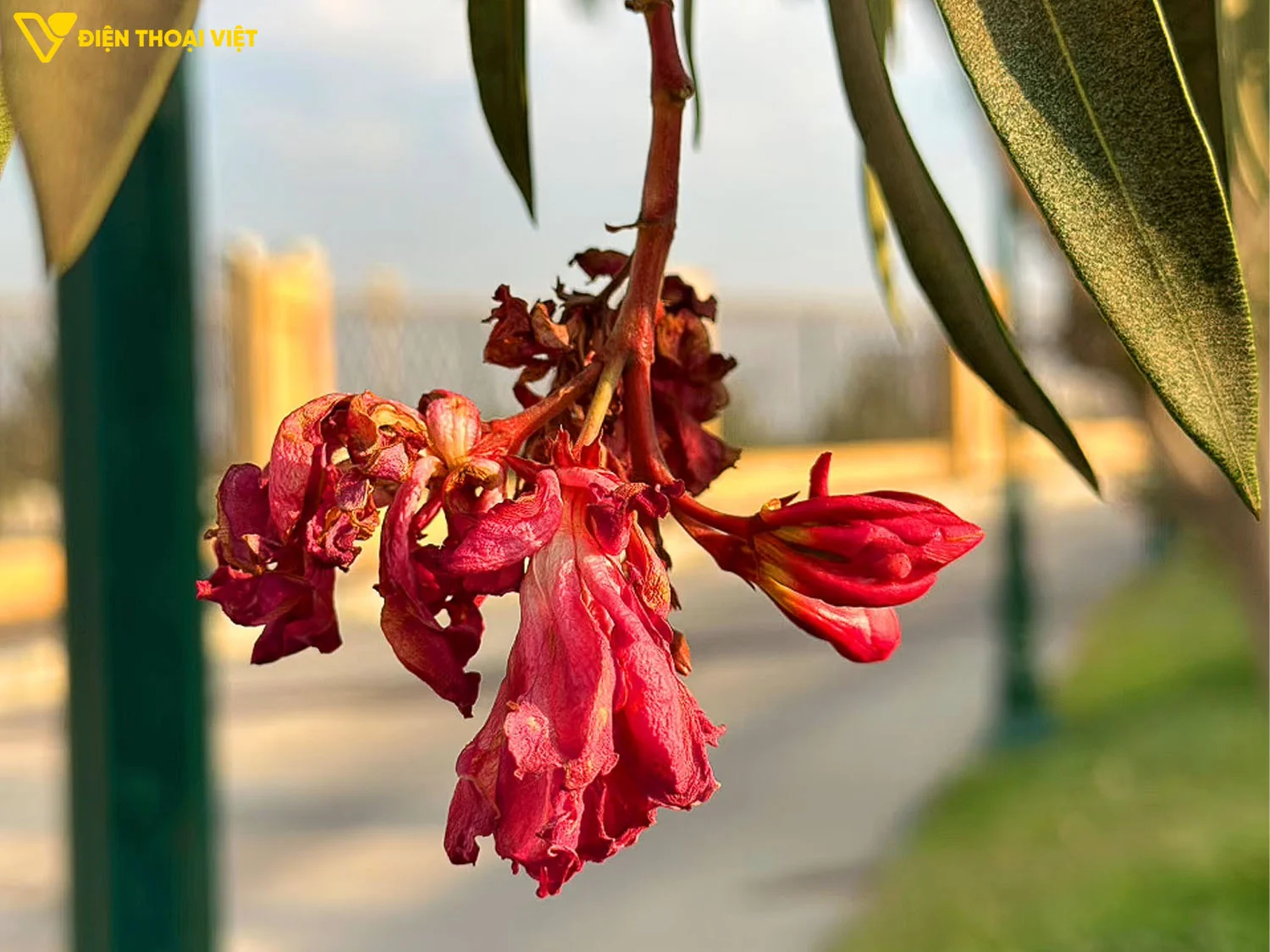 Ảnh chụp camera macro