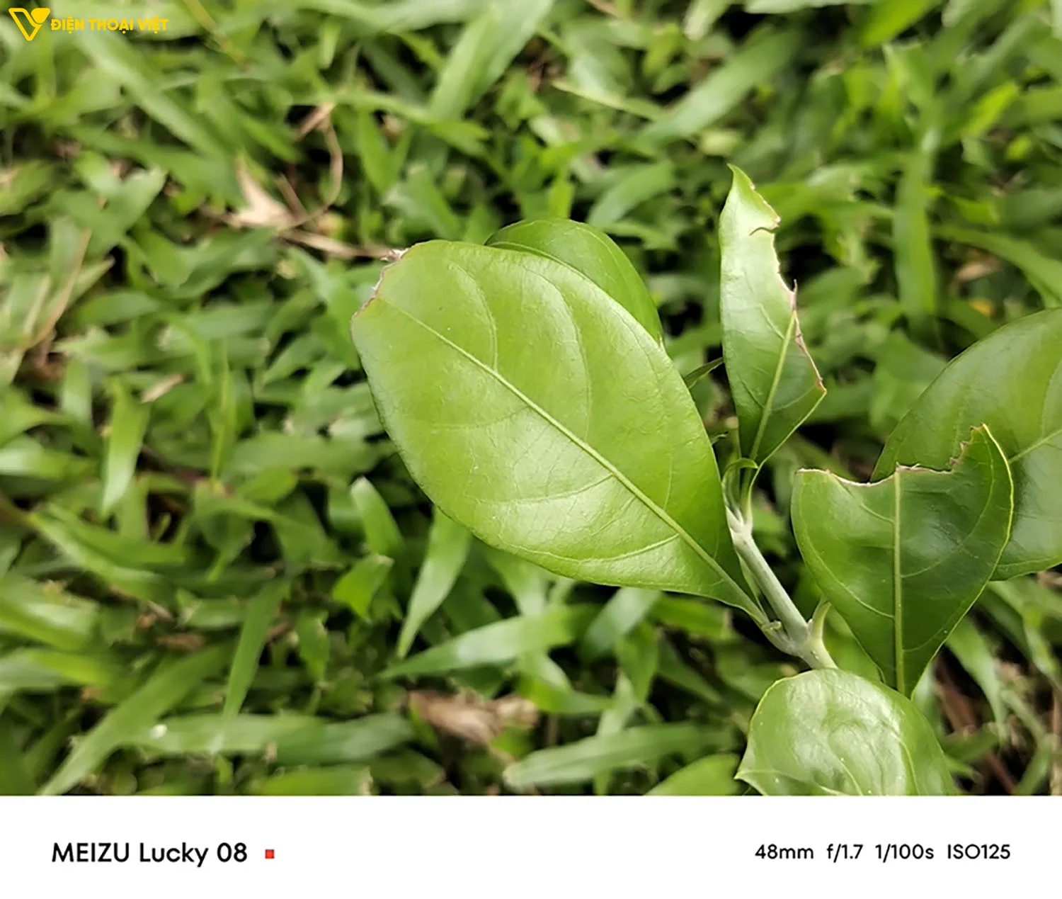 Meizu Lucky 08 không quá xuất sắc