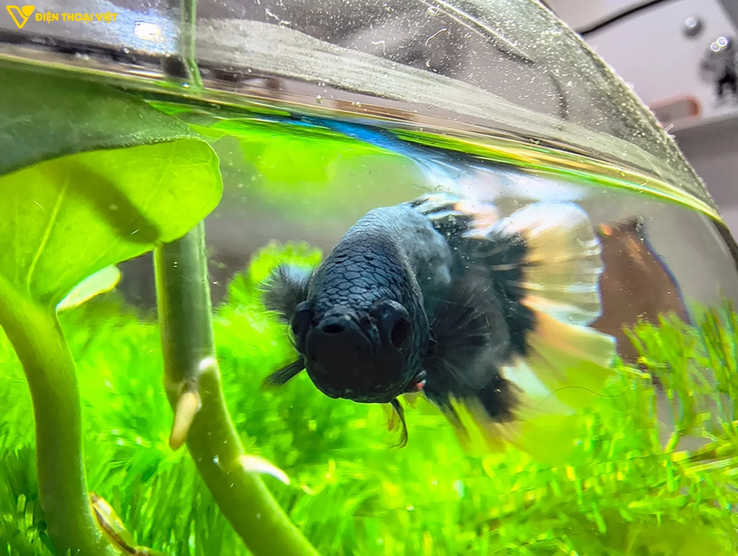 Ảnh chụp đủ sáng với cân bằng trắng hài hòa