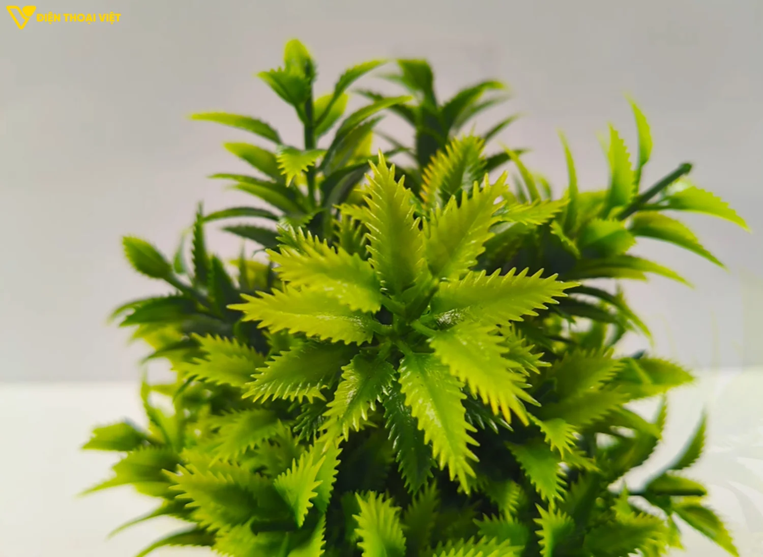 Ảnh đủ sáng cho độ chi tiết cao, phần xóa phông trông rất tự nhiên