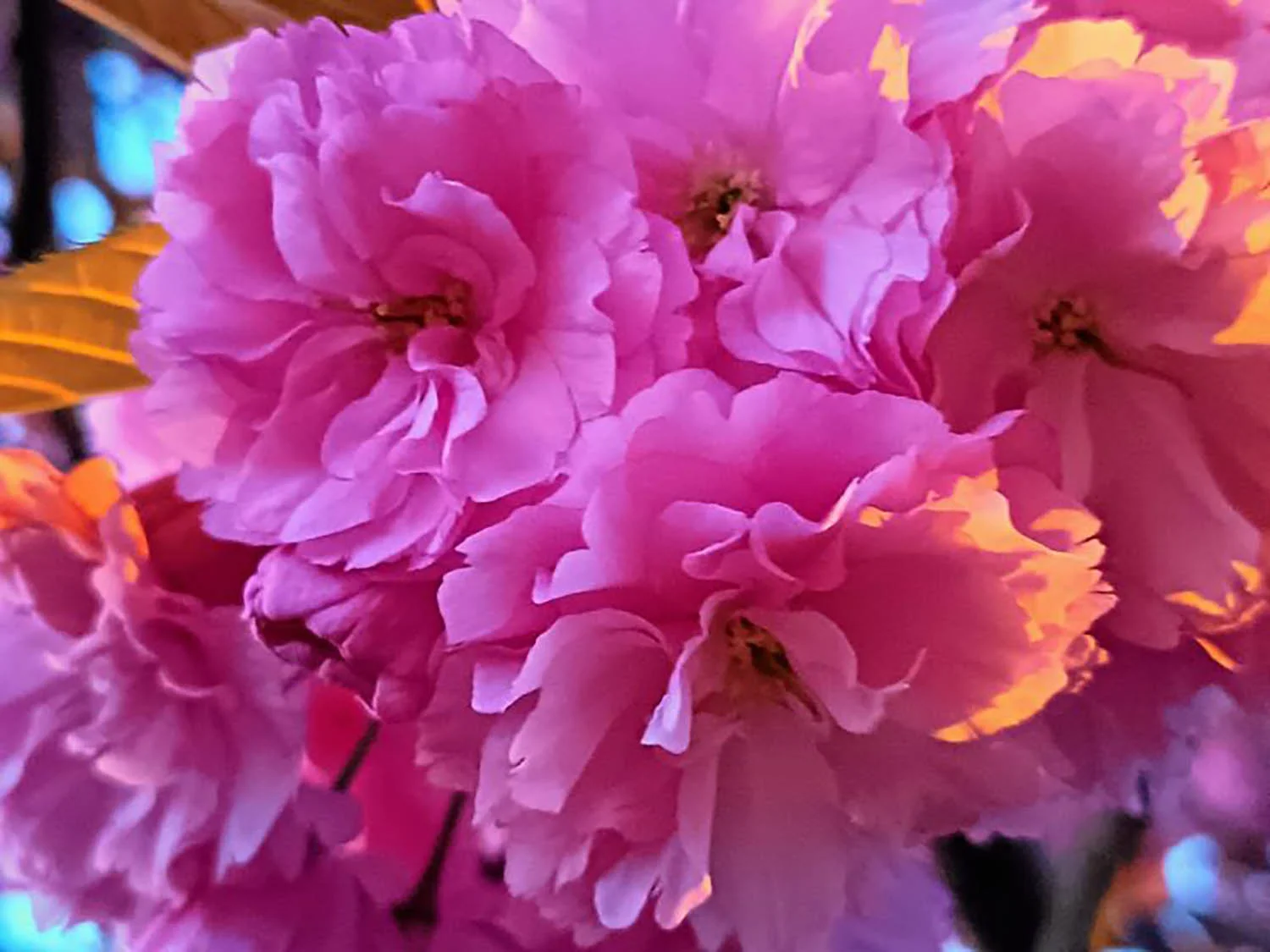 Ảnh chụp cận cảnh