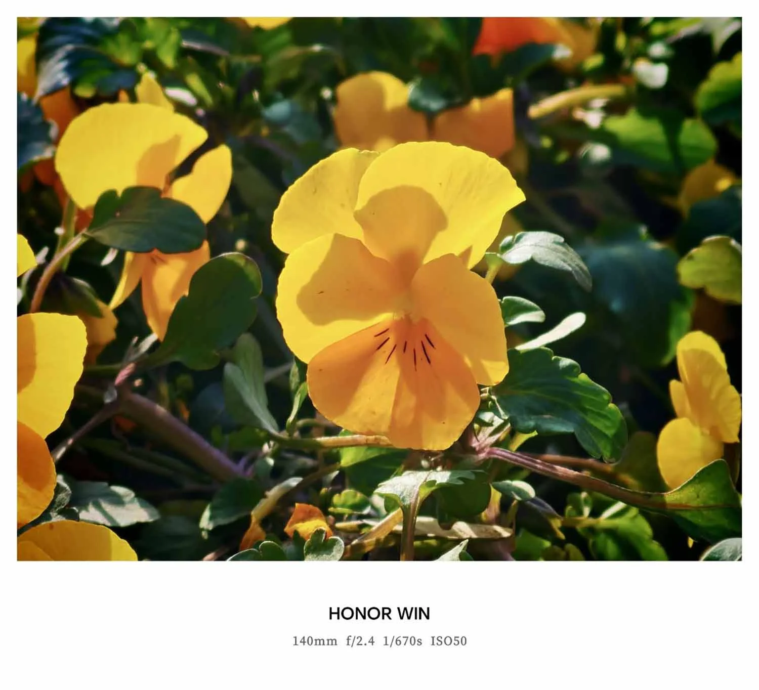 Ảnh cận cảnh chụp hoa