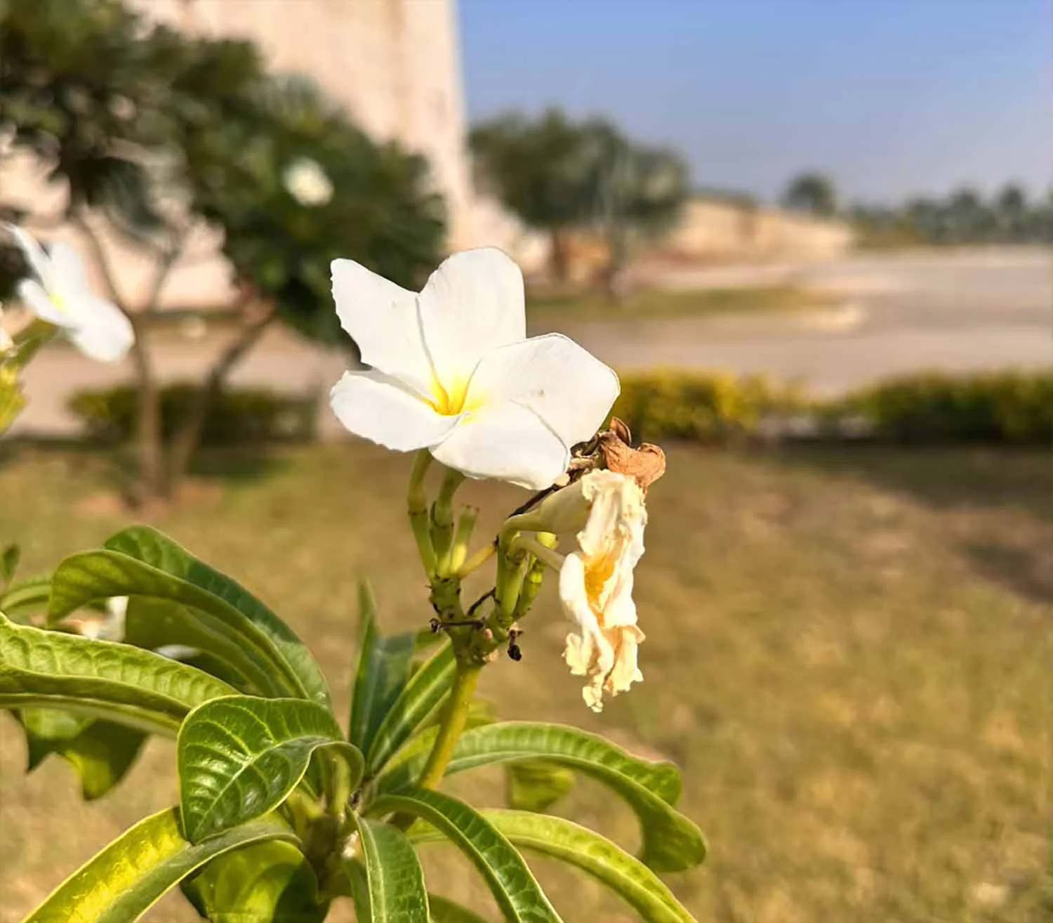 Ảnh cận cảnh đủ sánh