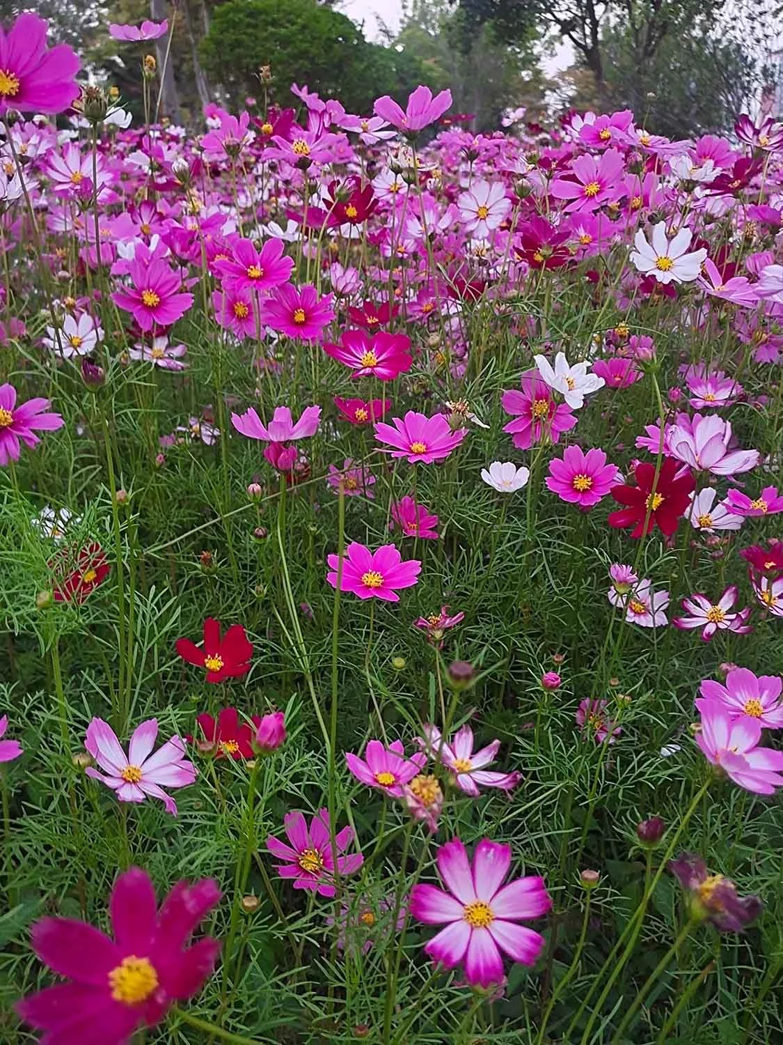 Ảnh chụp cận cảnh