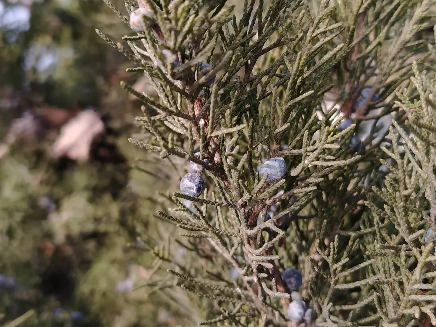 Ảnh chụp cận cảnh đủ sáng