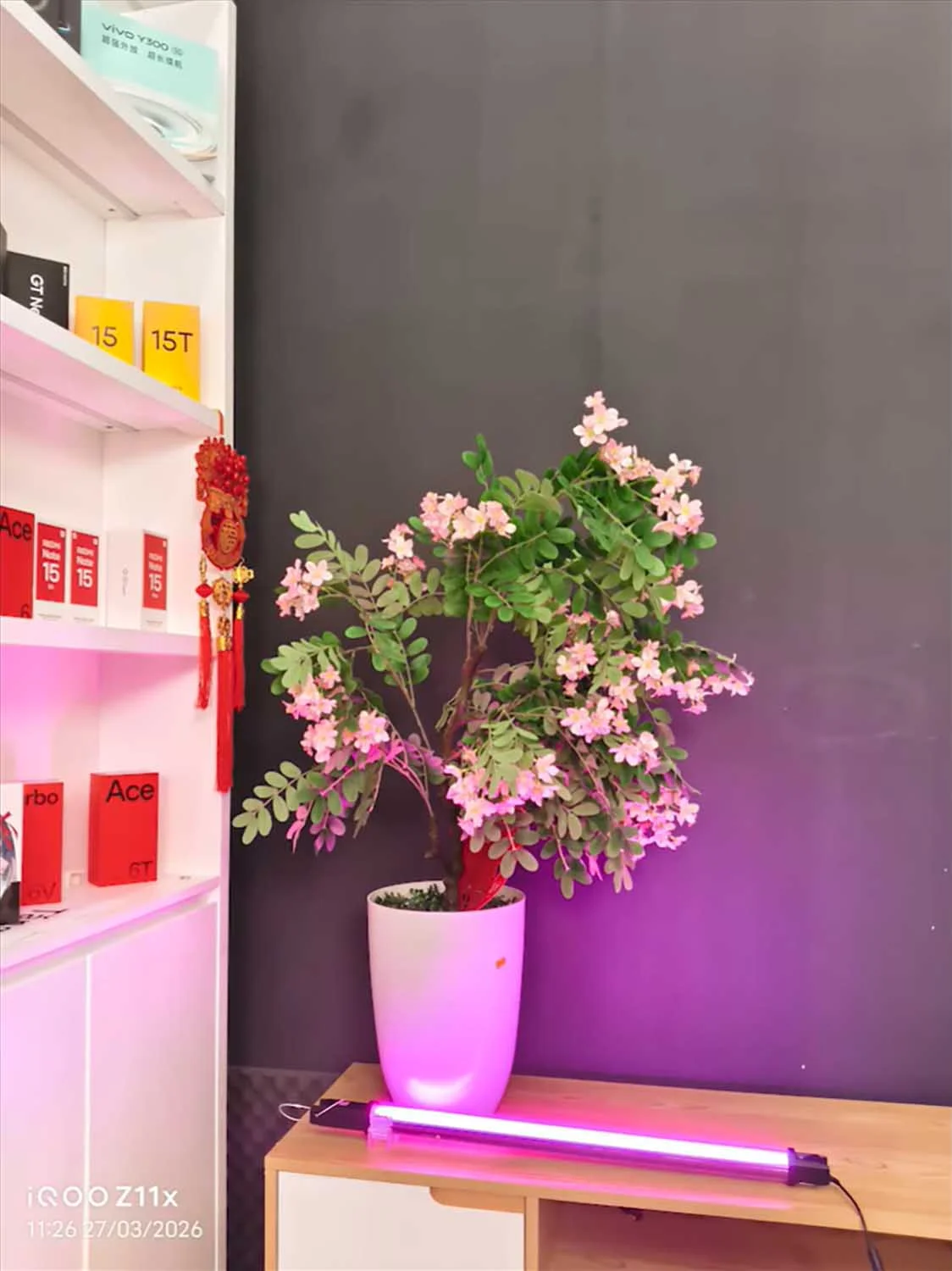 Ảnh chụp thiếu sáng giá chụp cây cảnh