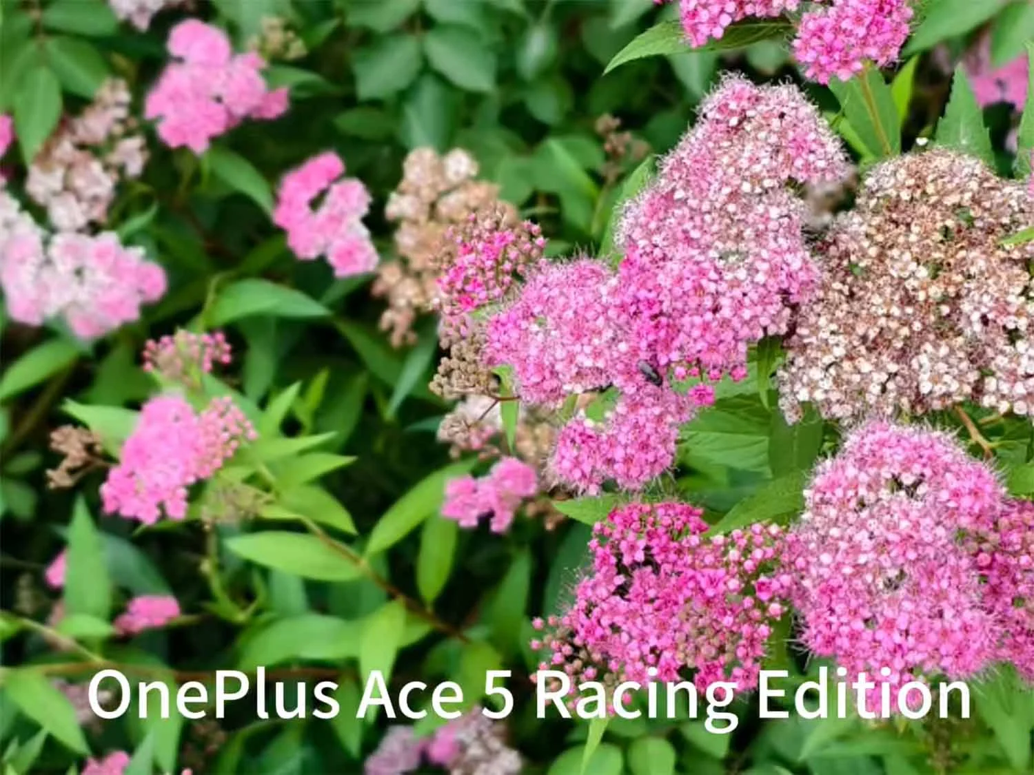 Ảnh chụp cận cảnh xóa phông