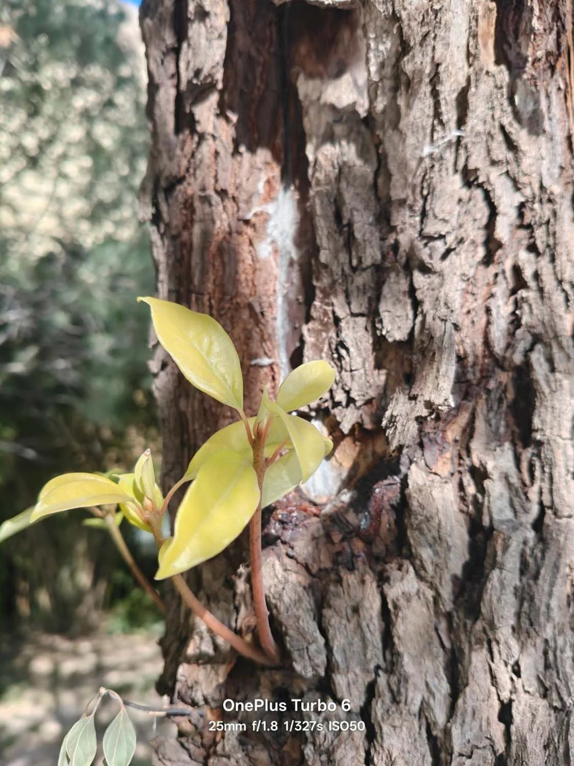 Ảnh cận cảnh 1x