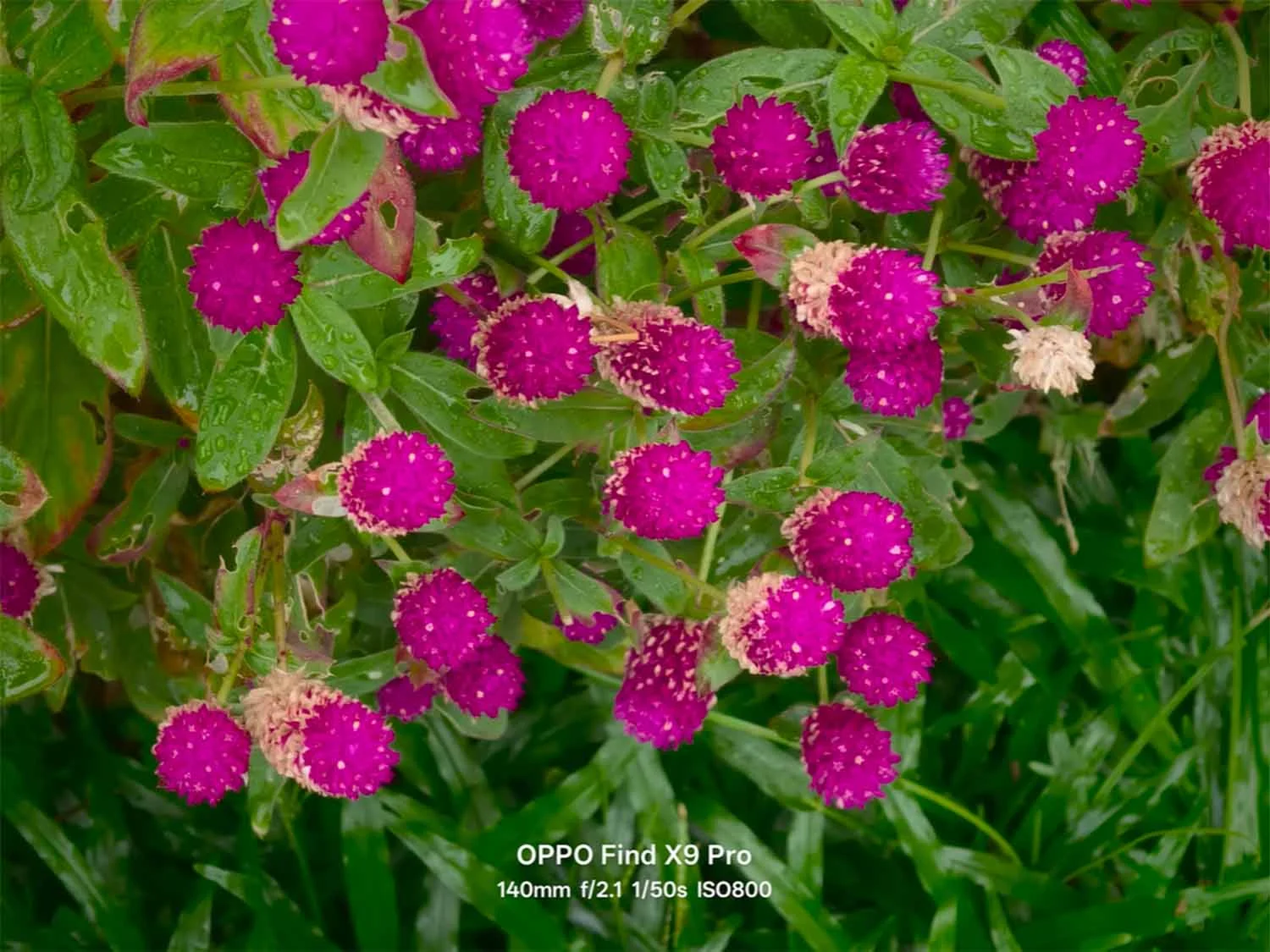 Ảnh cận cảnh chụp hoa