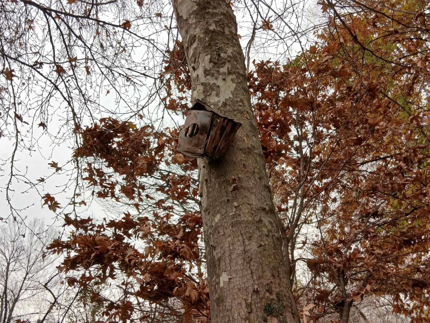 Ảnh chụp 1x đủ sáng