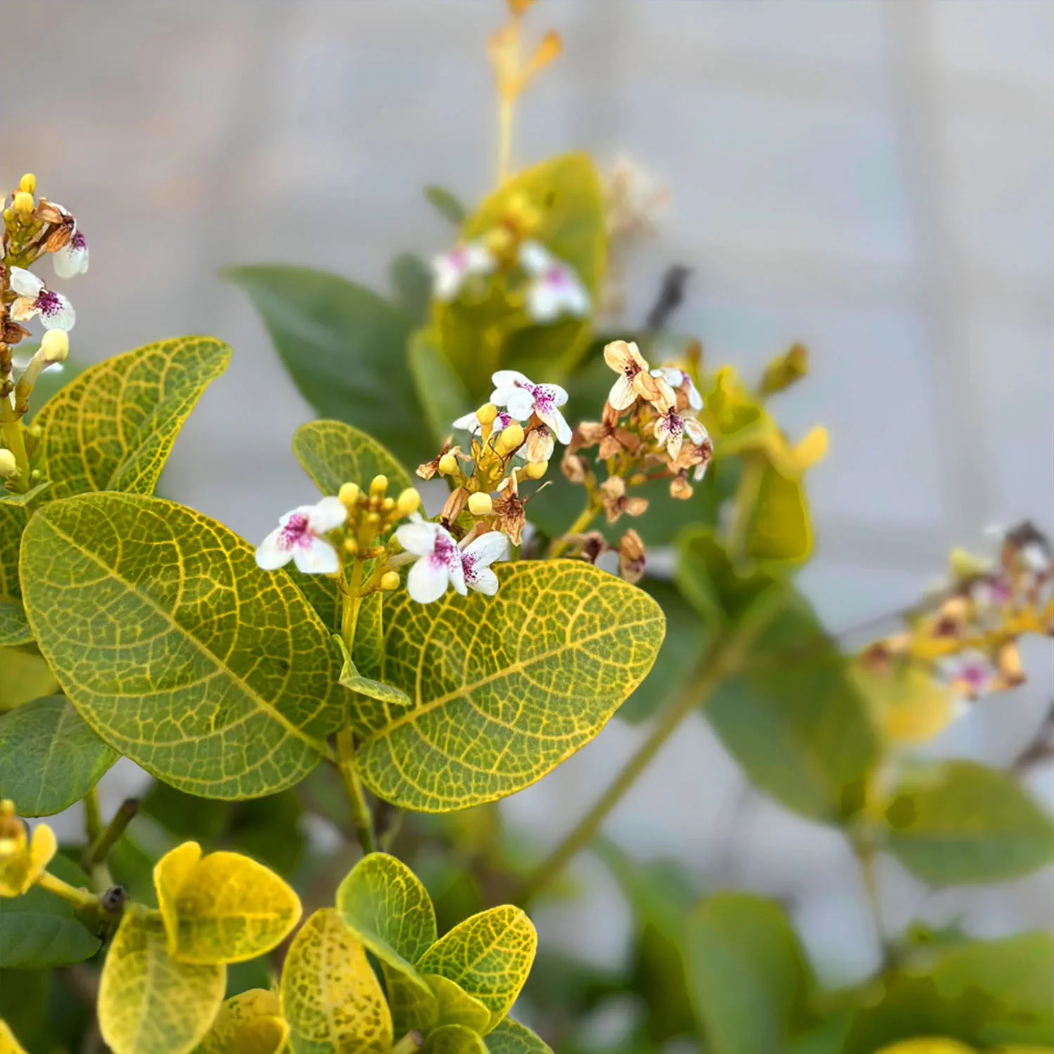 Ảnh đủ sáng cận cảnh - Xóa phông