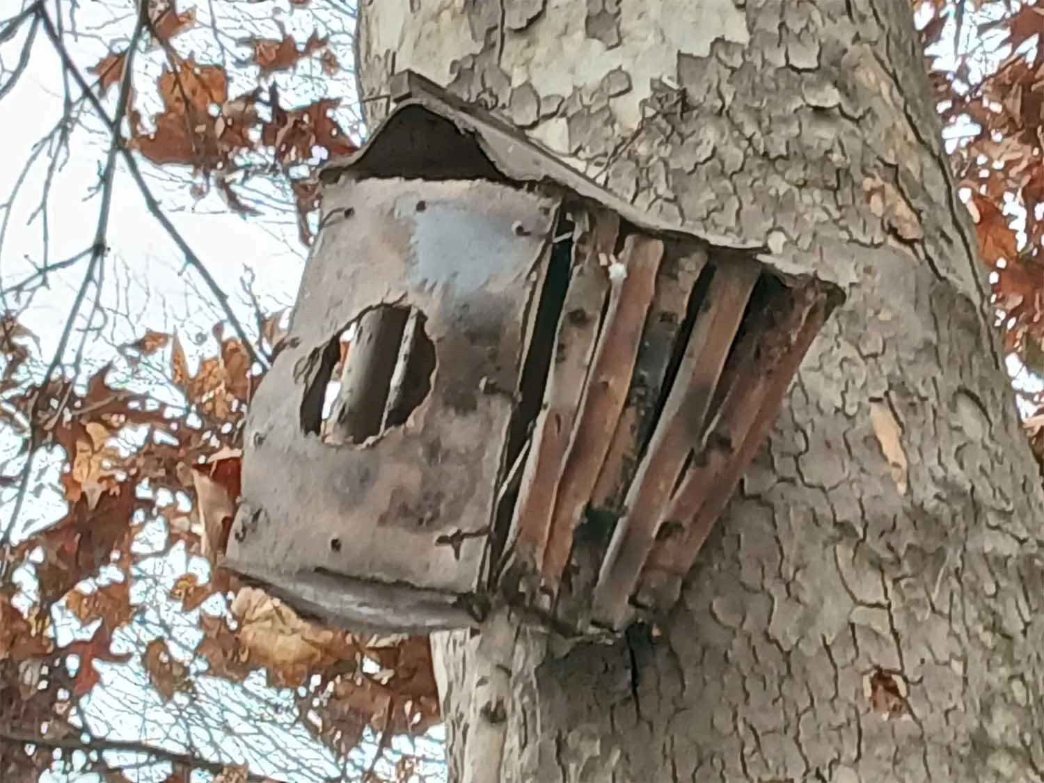 Ảnh zoom kỹ thuật số 4x