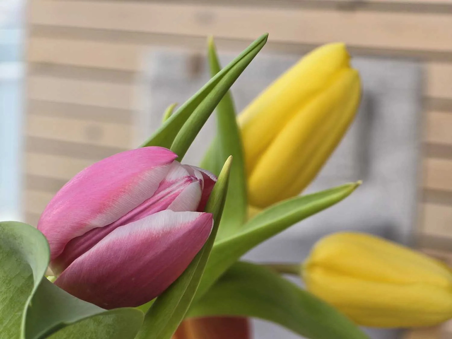 Ảnh cận cảnh xóa phông