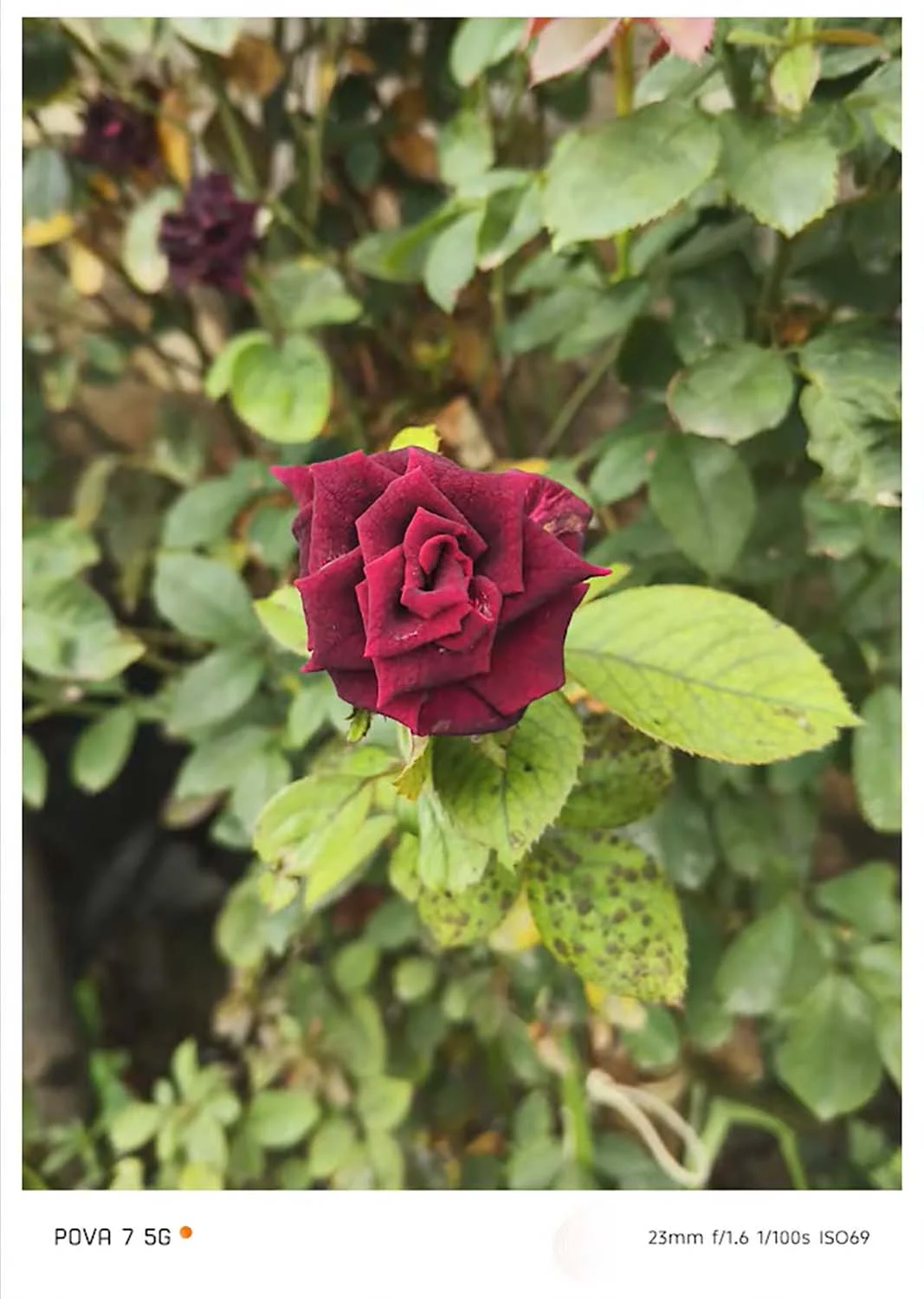 Ảnh xóa phông chụp cận cảnh