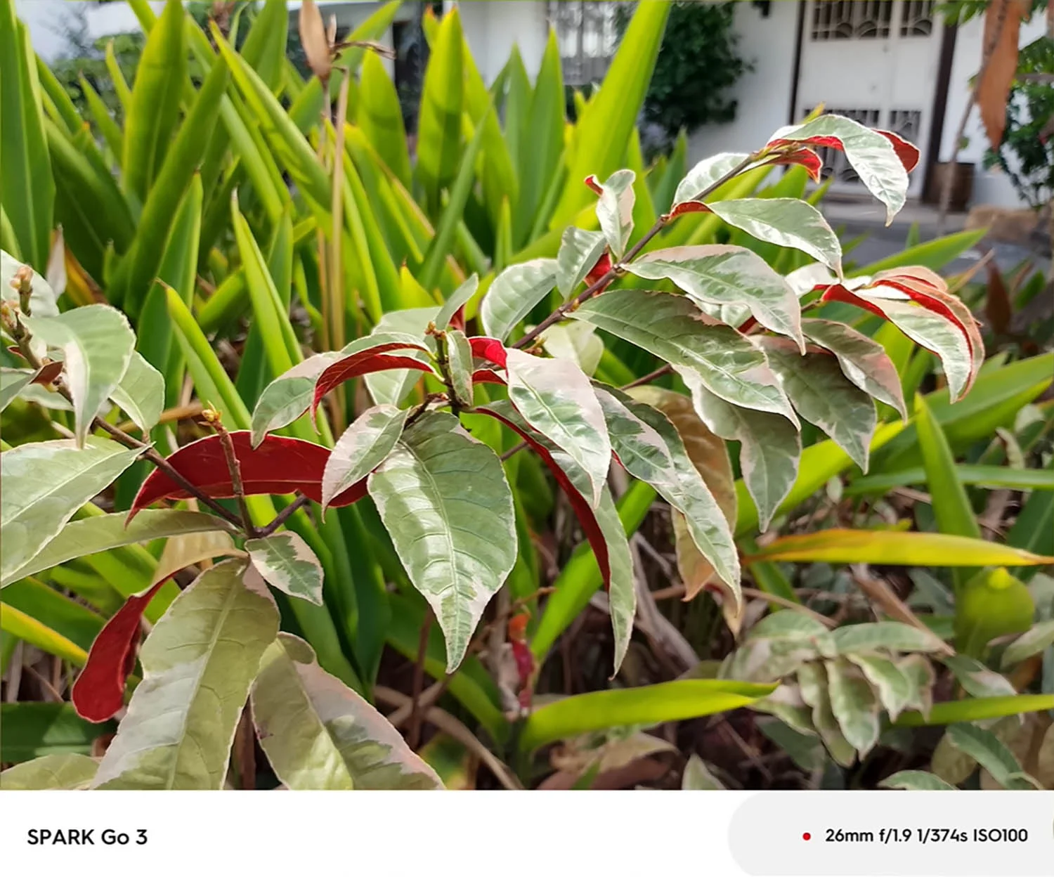 Ảnh chụp cành cây xóa phông