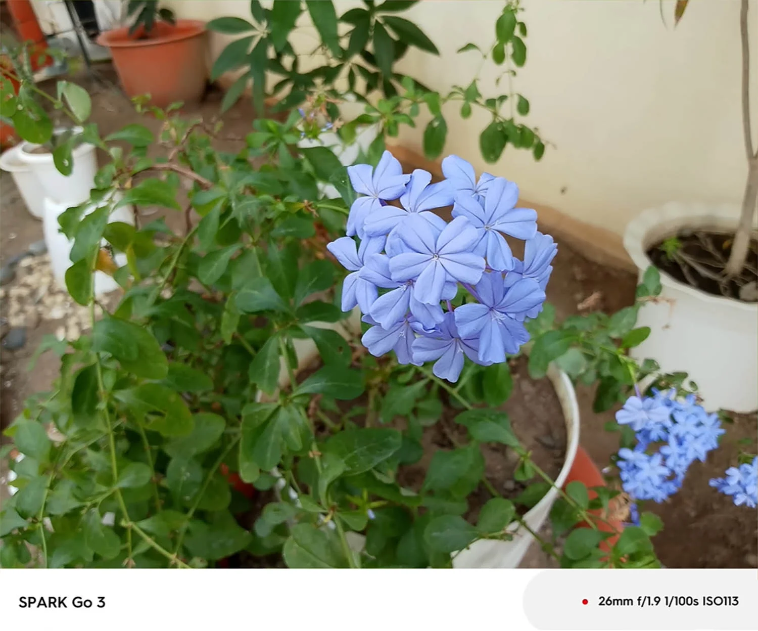 Ảnh chụp hoa xóa phông