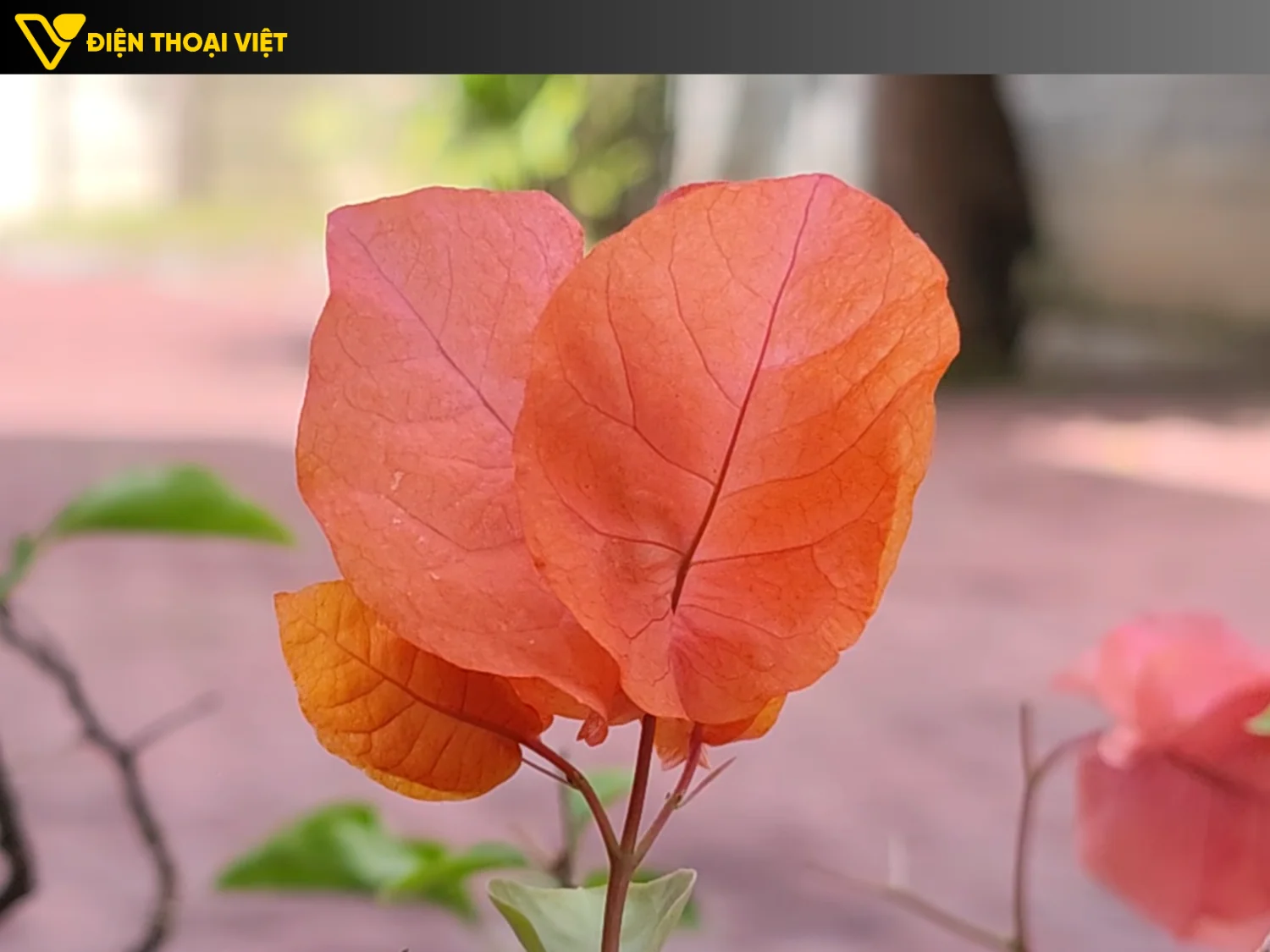 Ảnh chụp cận cảnh