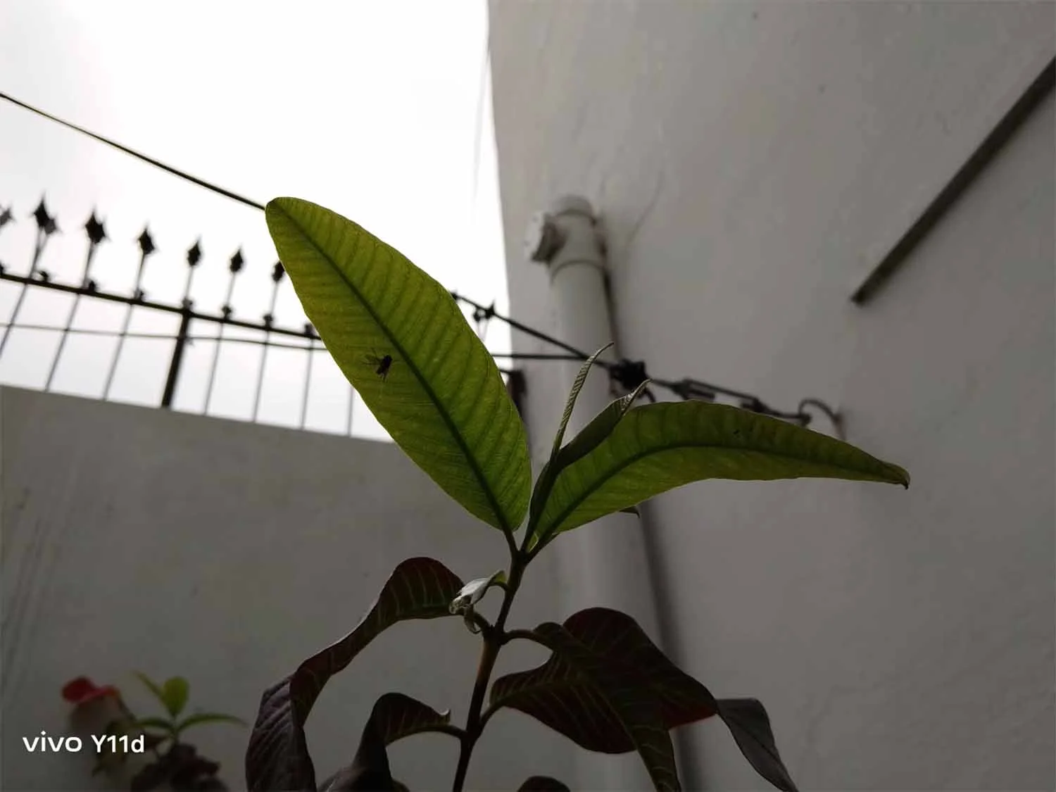 Ảnh chụp ngược sáng, thiếu sáng