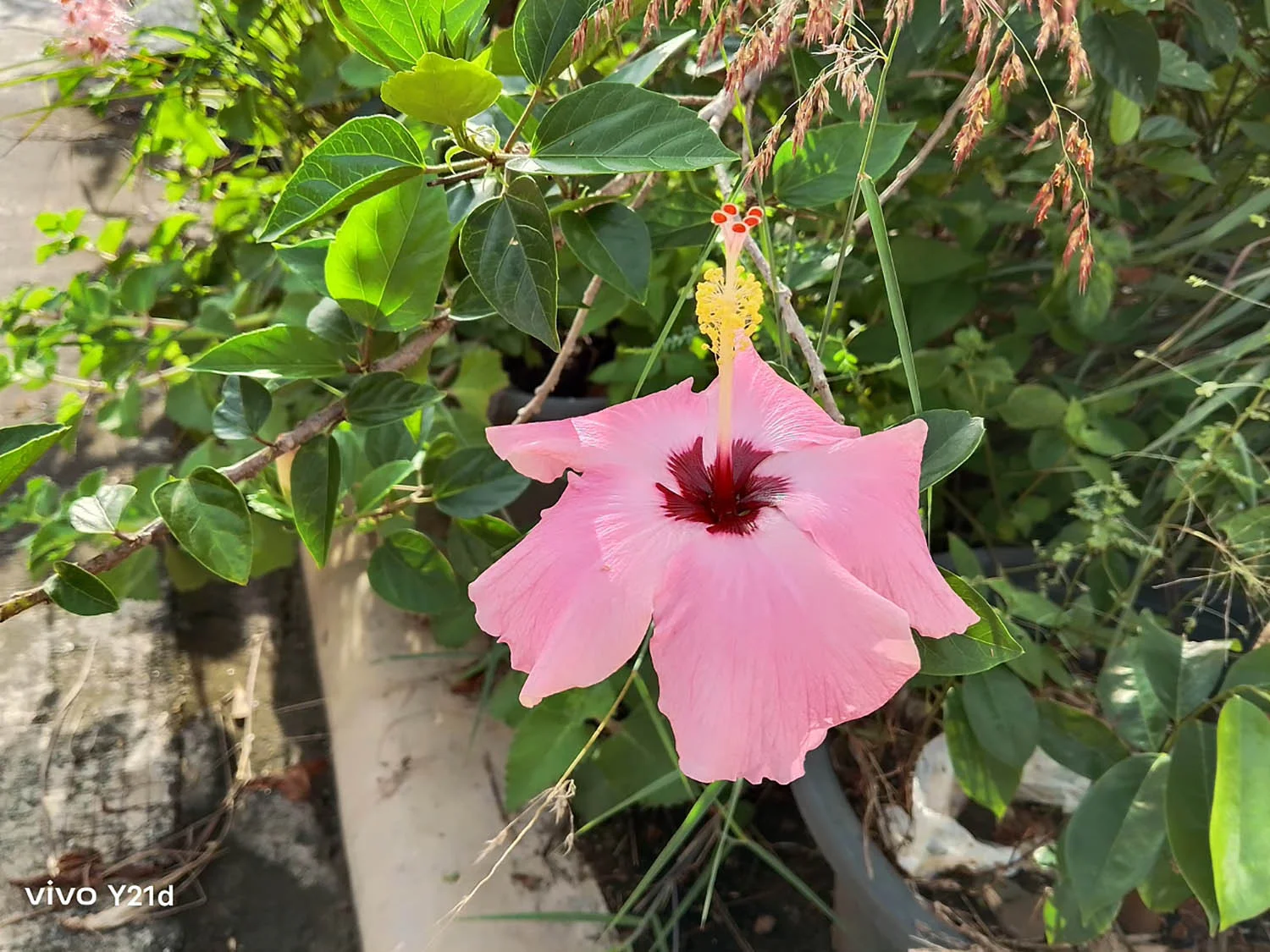 Ảnh cận cảnh đủ sáng