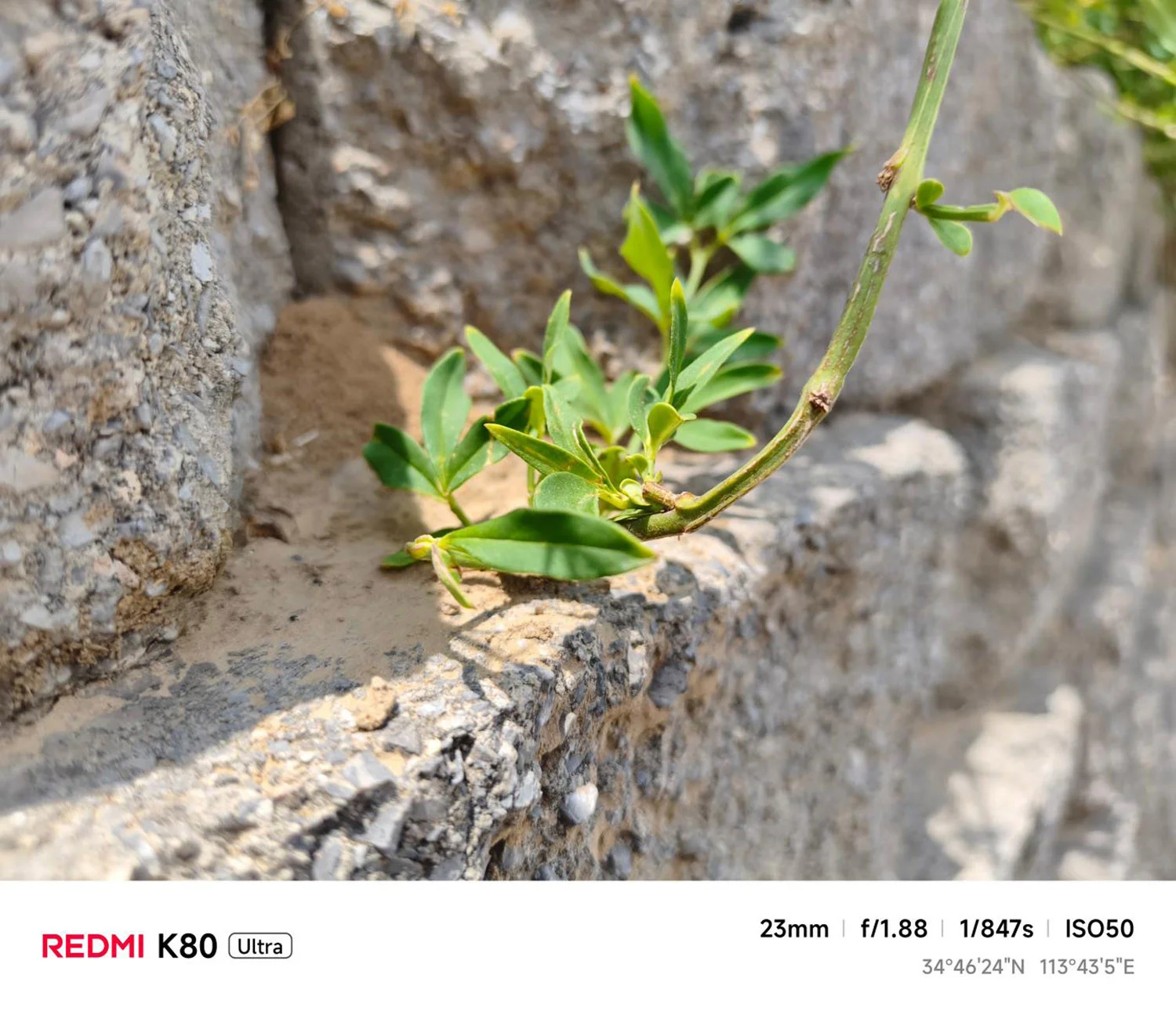 Ảnh chụp cận cảnh, xóa phông